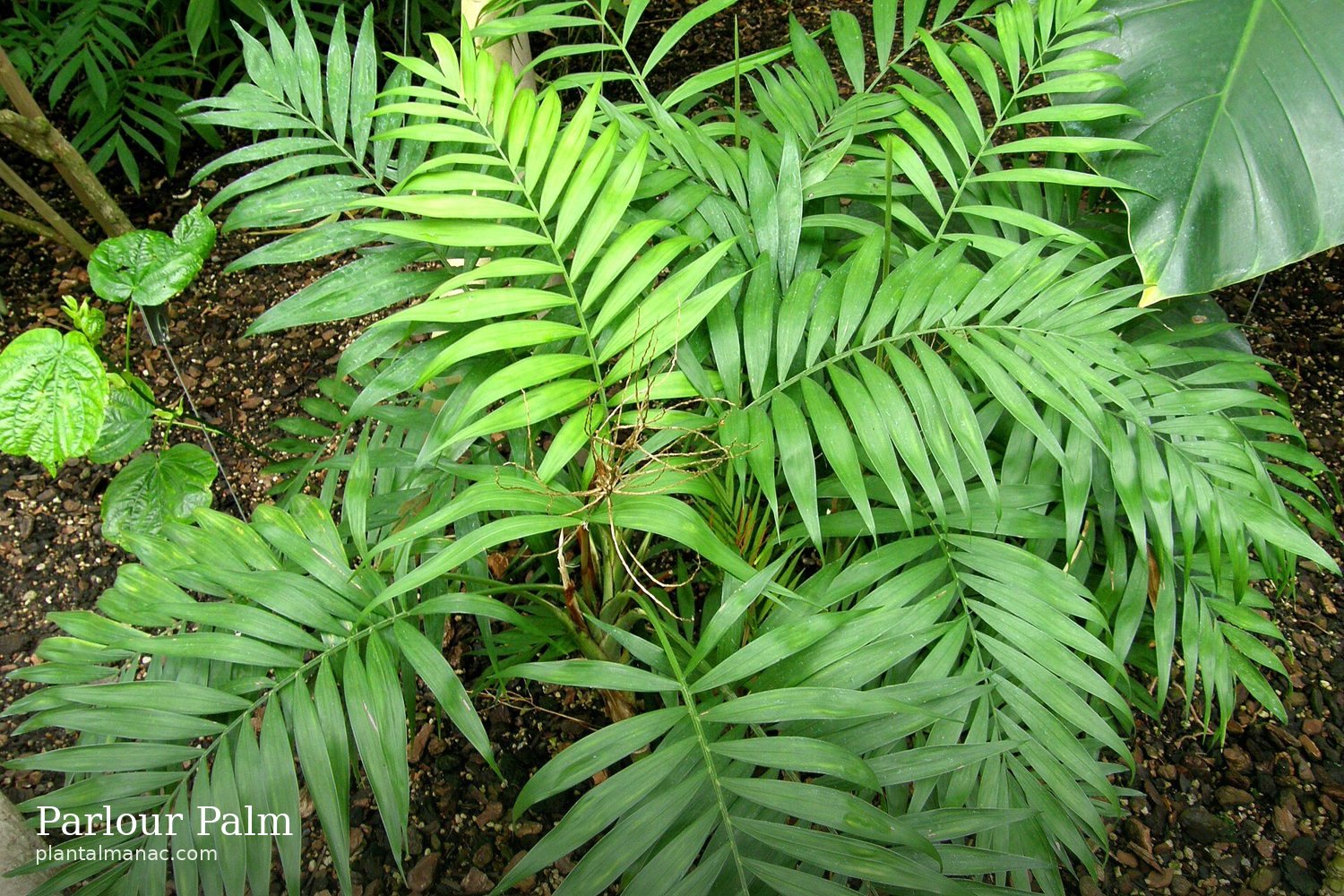 Parlour Palm (Chamaedorea elegans)