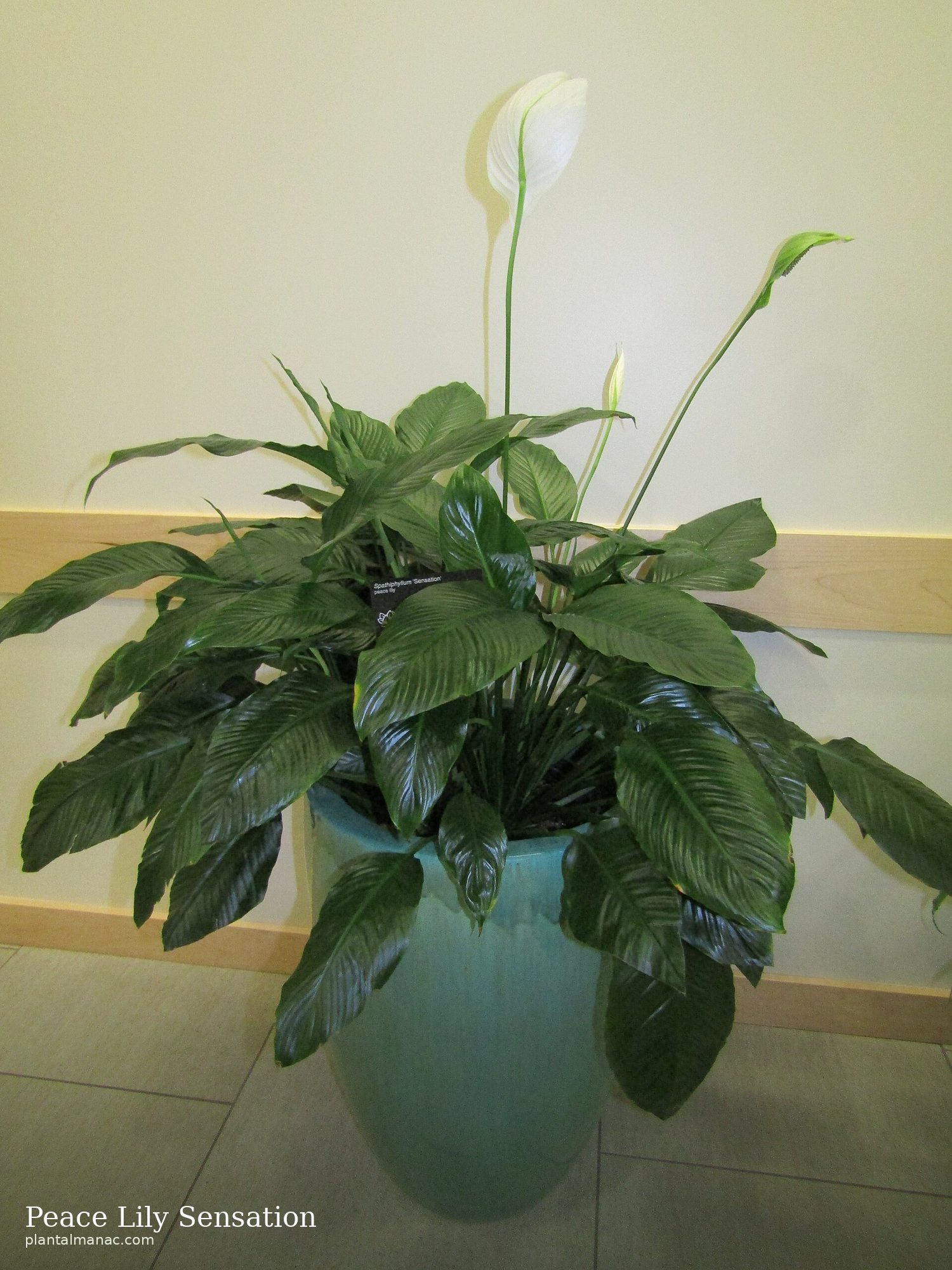 Einblatt Sensation (Spathiphyllum Sensation)
