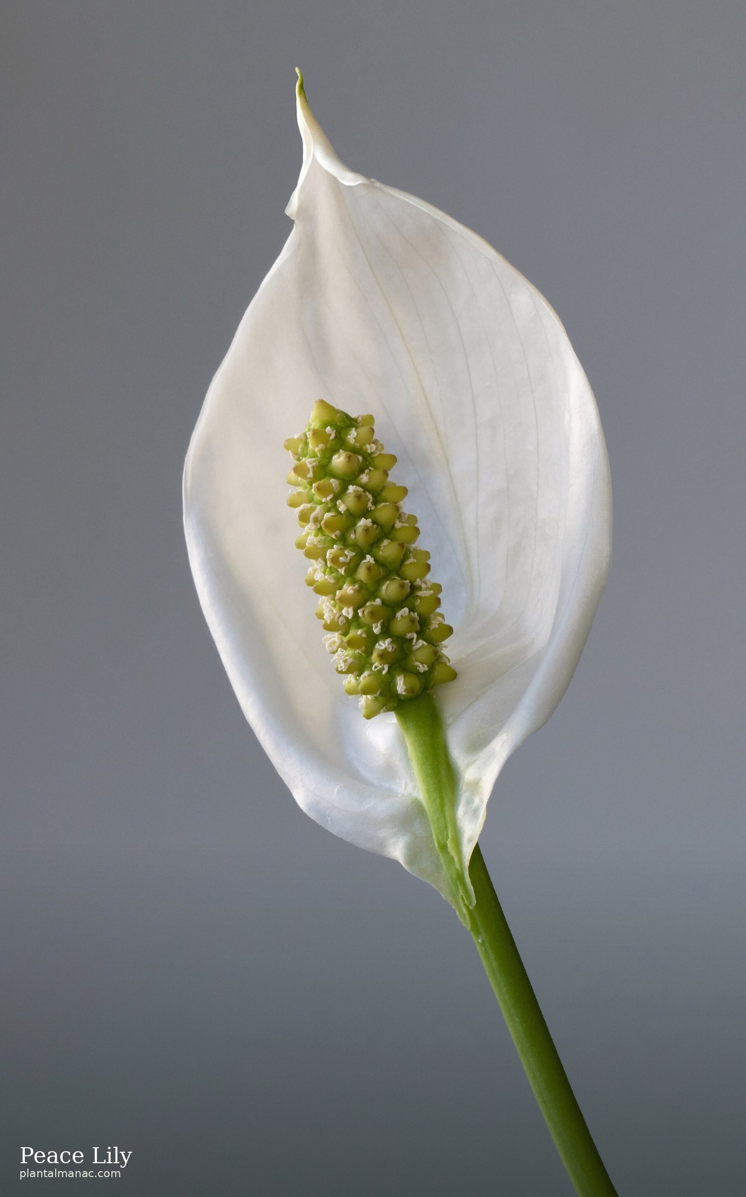 Peace Lily (Spathiphyllum wallisii)
