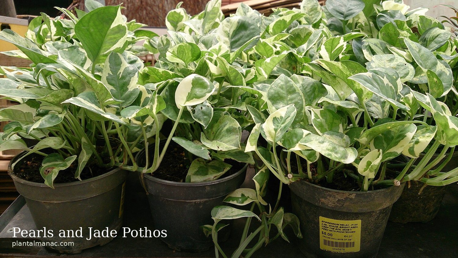 Pearls and Jade Pothos (Epipremnum aureum Pearls and Jade)