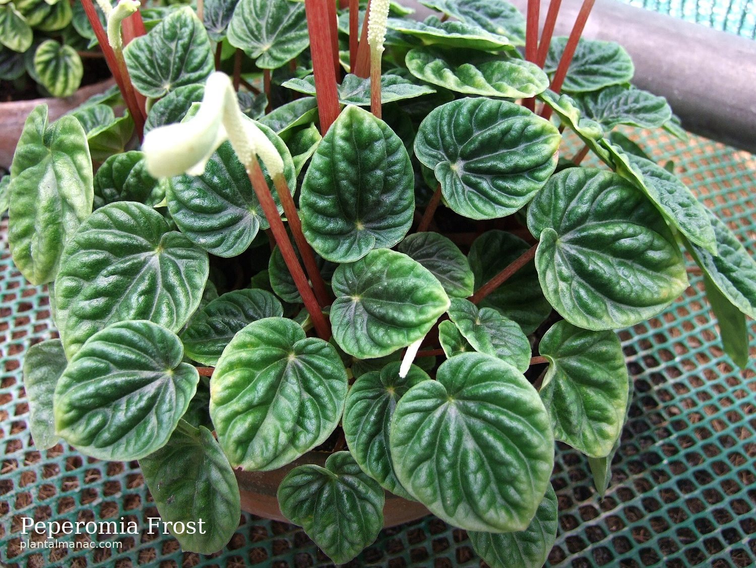 Peperomia Frost (Peperomia caperata Frost)