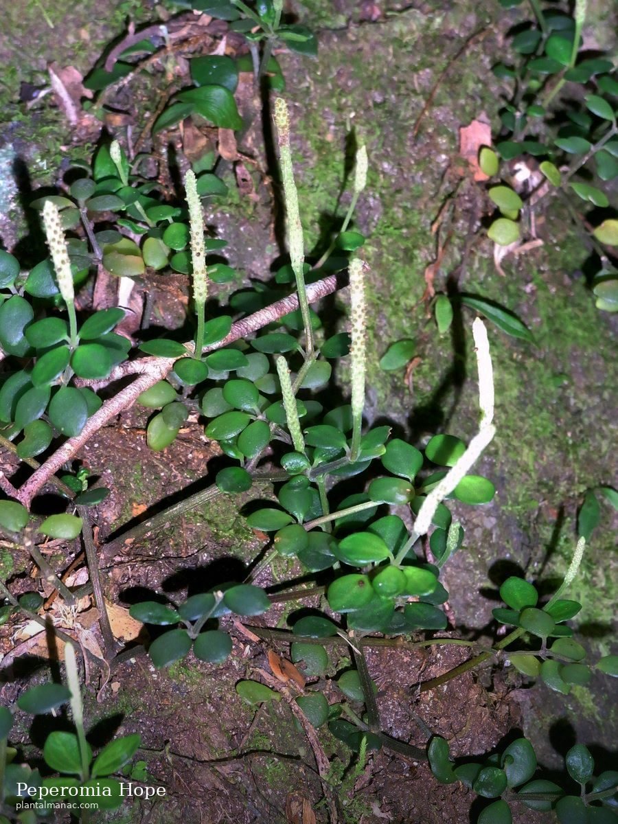 Peperomia Hope (Peperomia tetraphylla Hope)