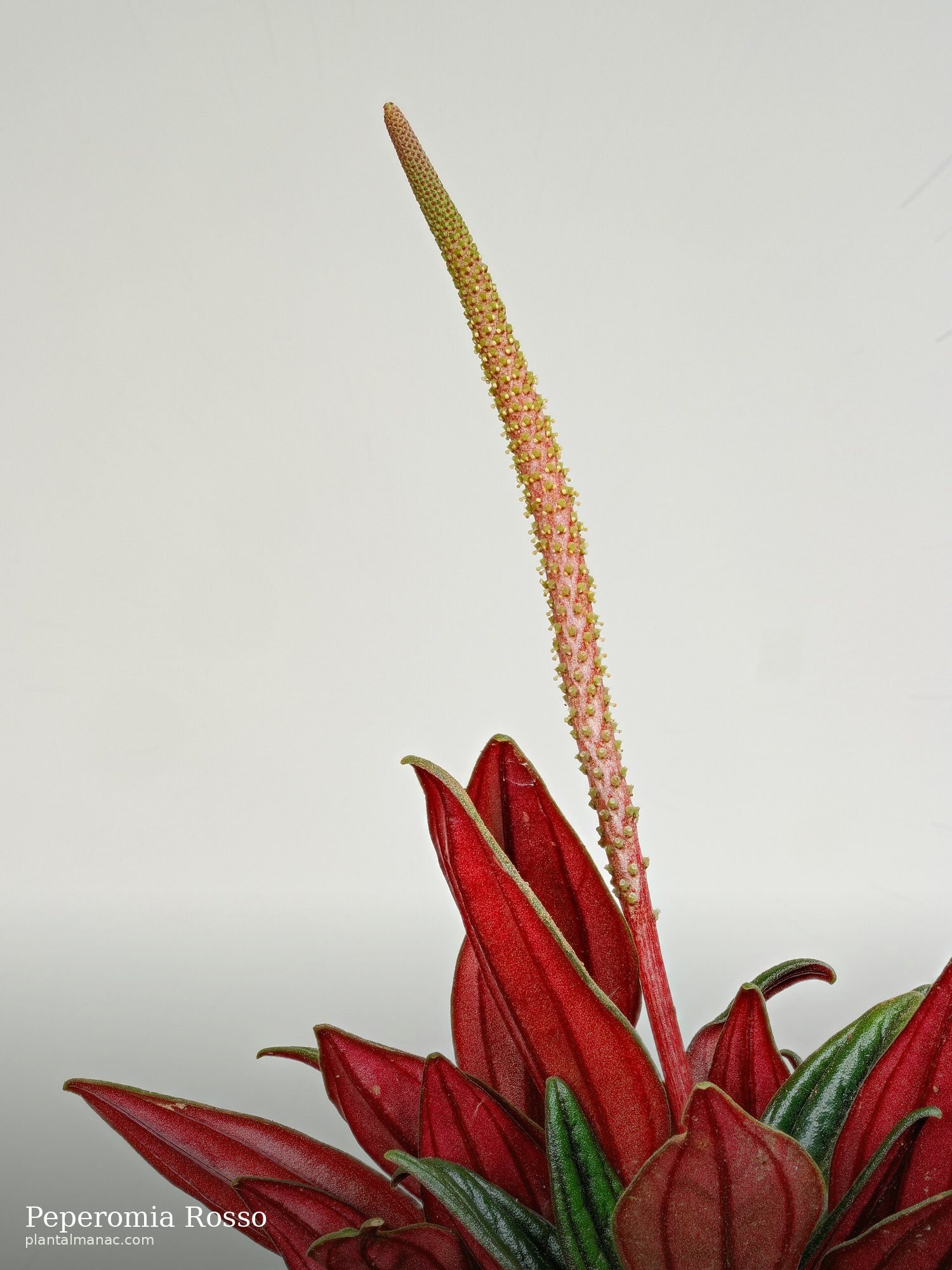 Peperomia Rosso (Peperomia caperata Rosso)