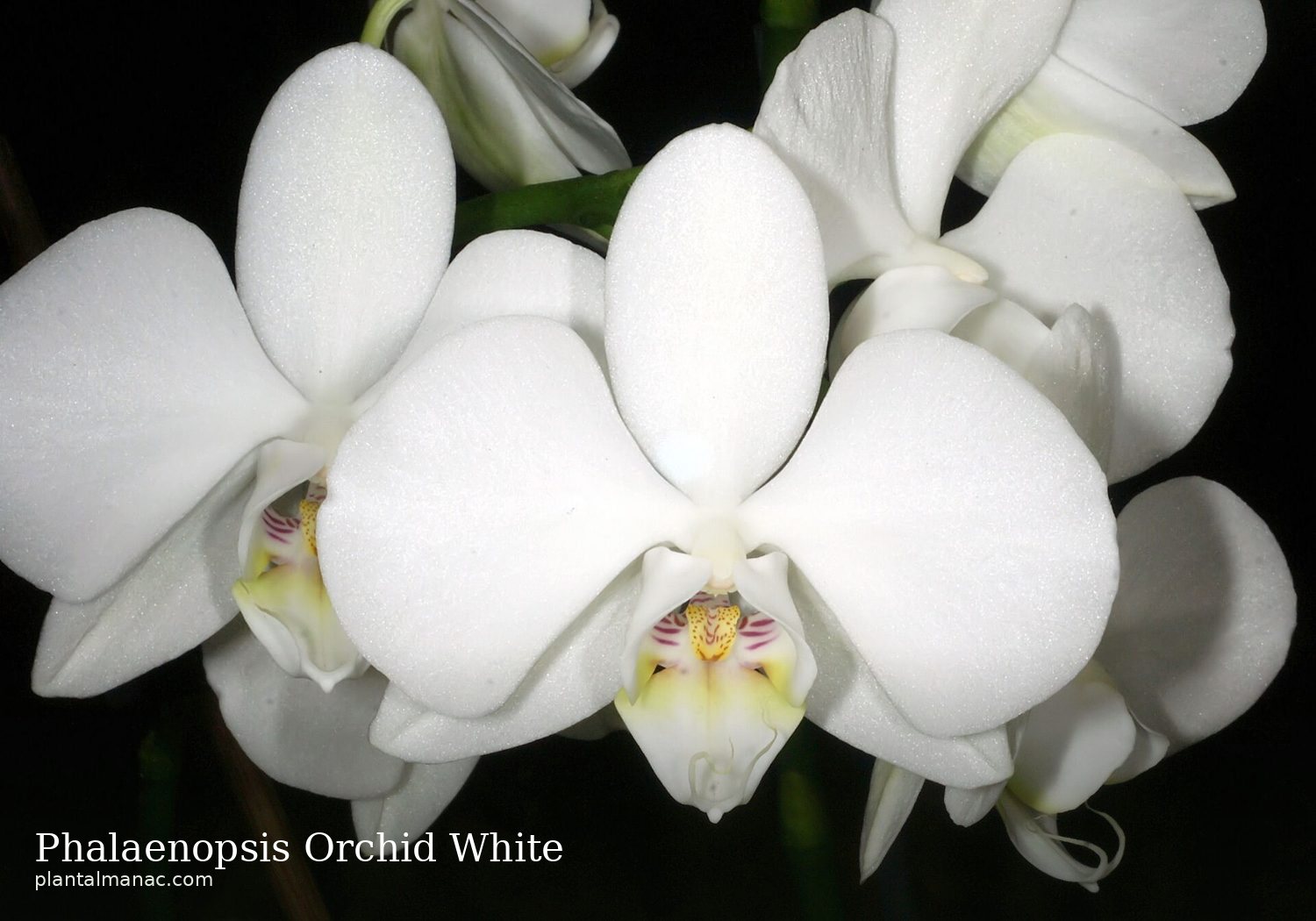 Phalaenopsis Orchidee Weiss (Phalaenopsis amabilis)