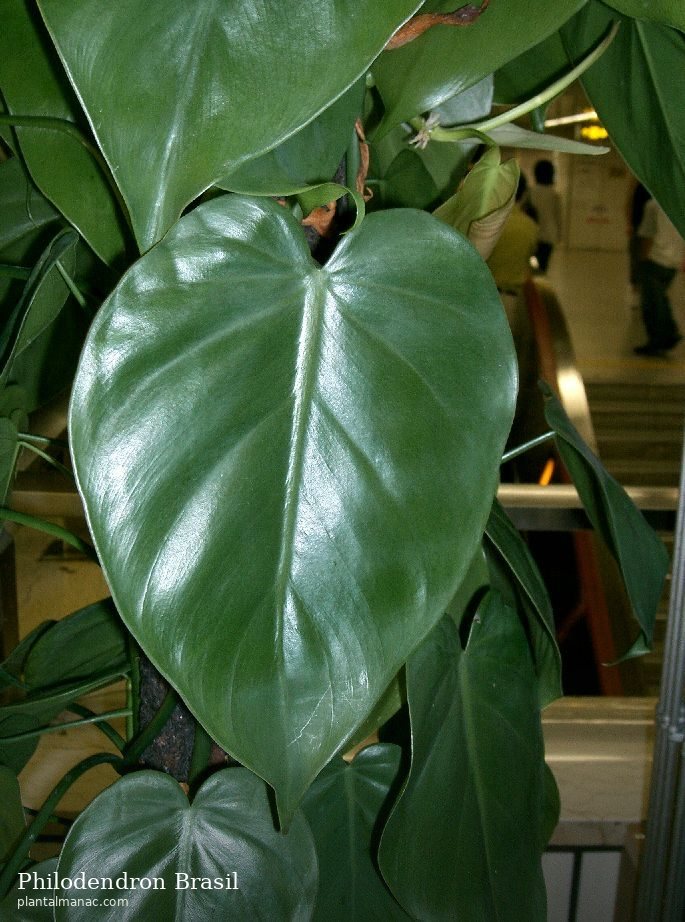 Philodendron Brasil (Philodendron hederaceum Brasil)