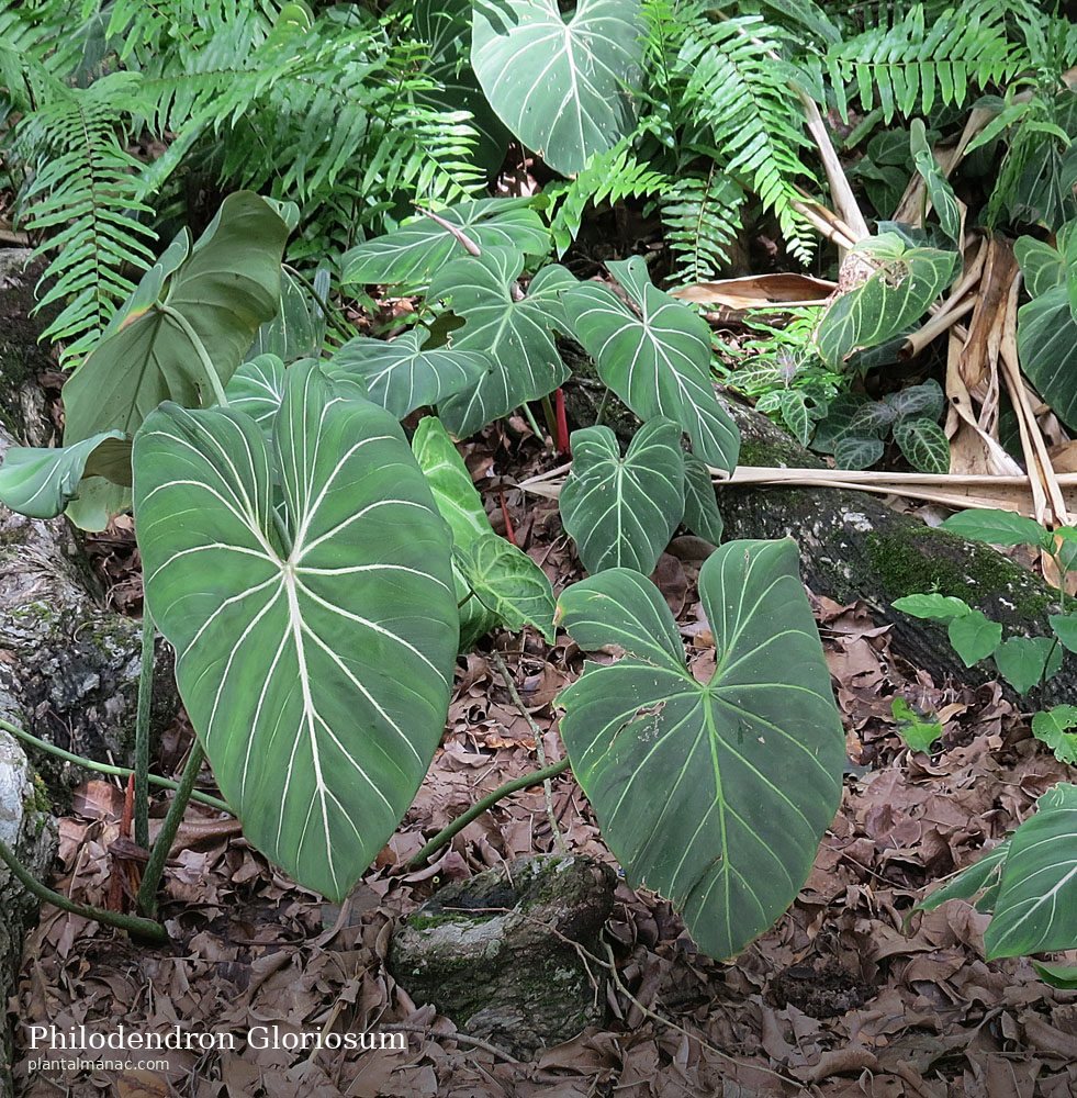 Philodendron Gloriosum (Philodendron gloriosum)