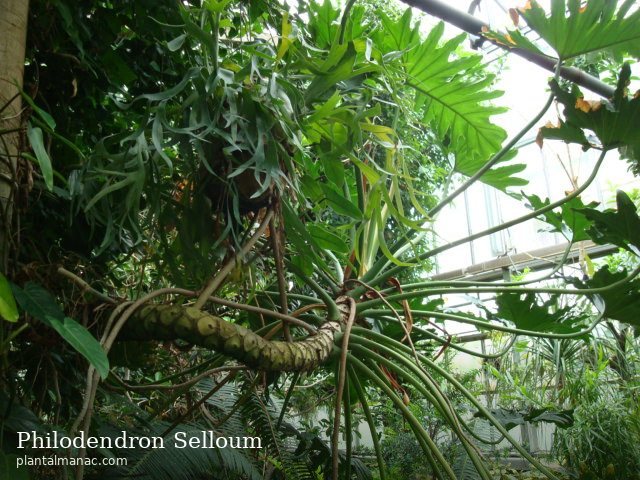 Philodendron Selloum (Thaumatophyllum bipinnatifidum)