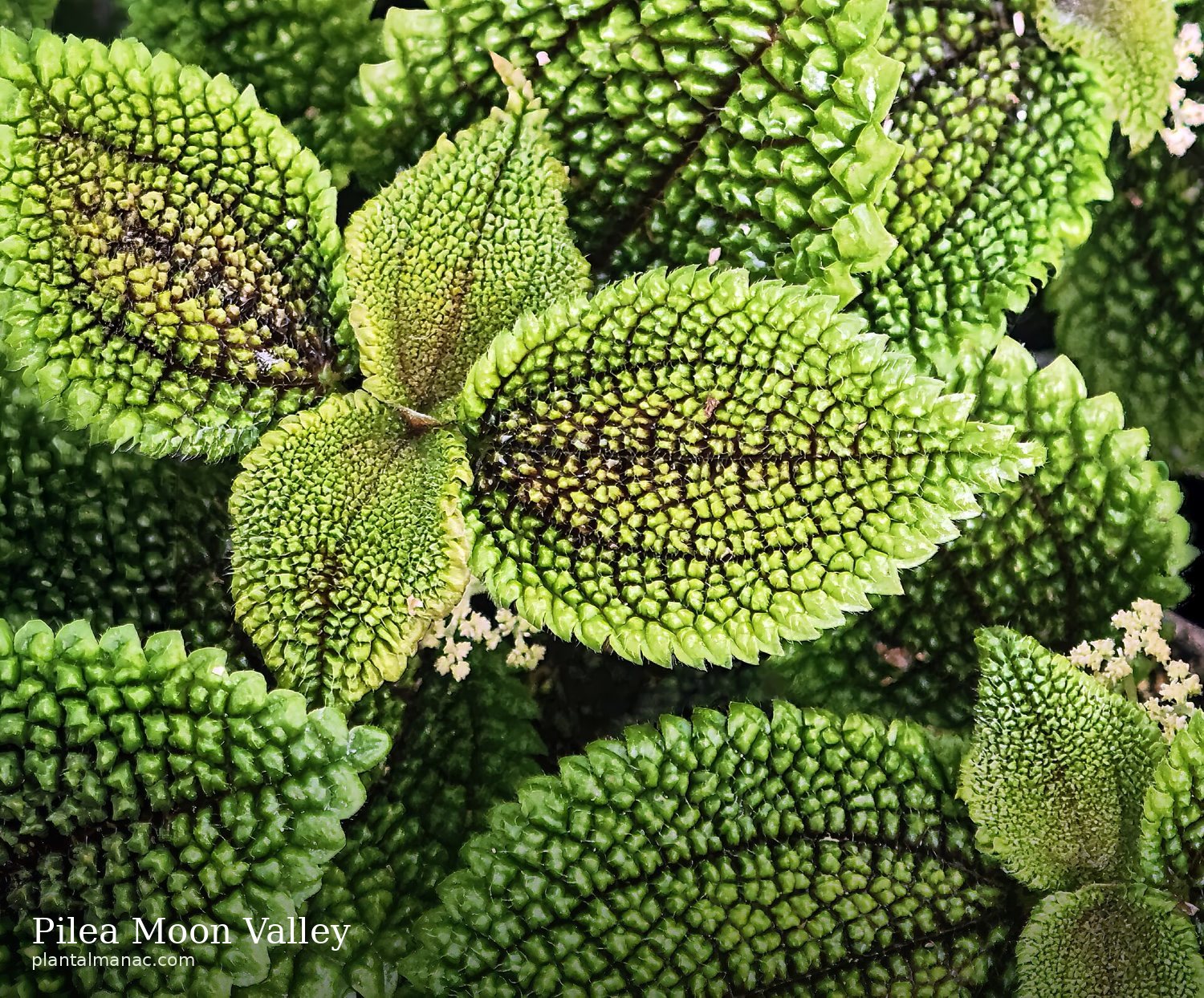 Pilea Moon Valley (Pilea mollis)