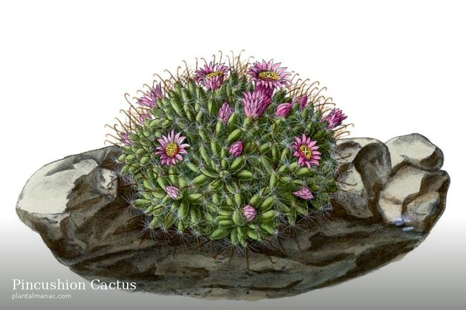 Pincushion Cactus (Mammillaria crinita)