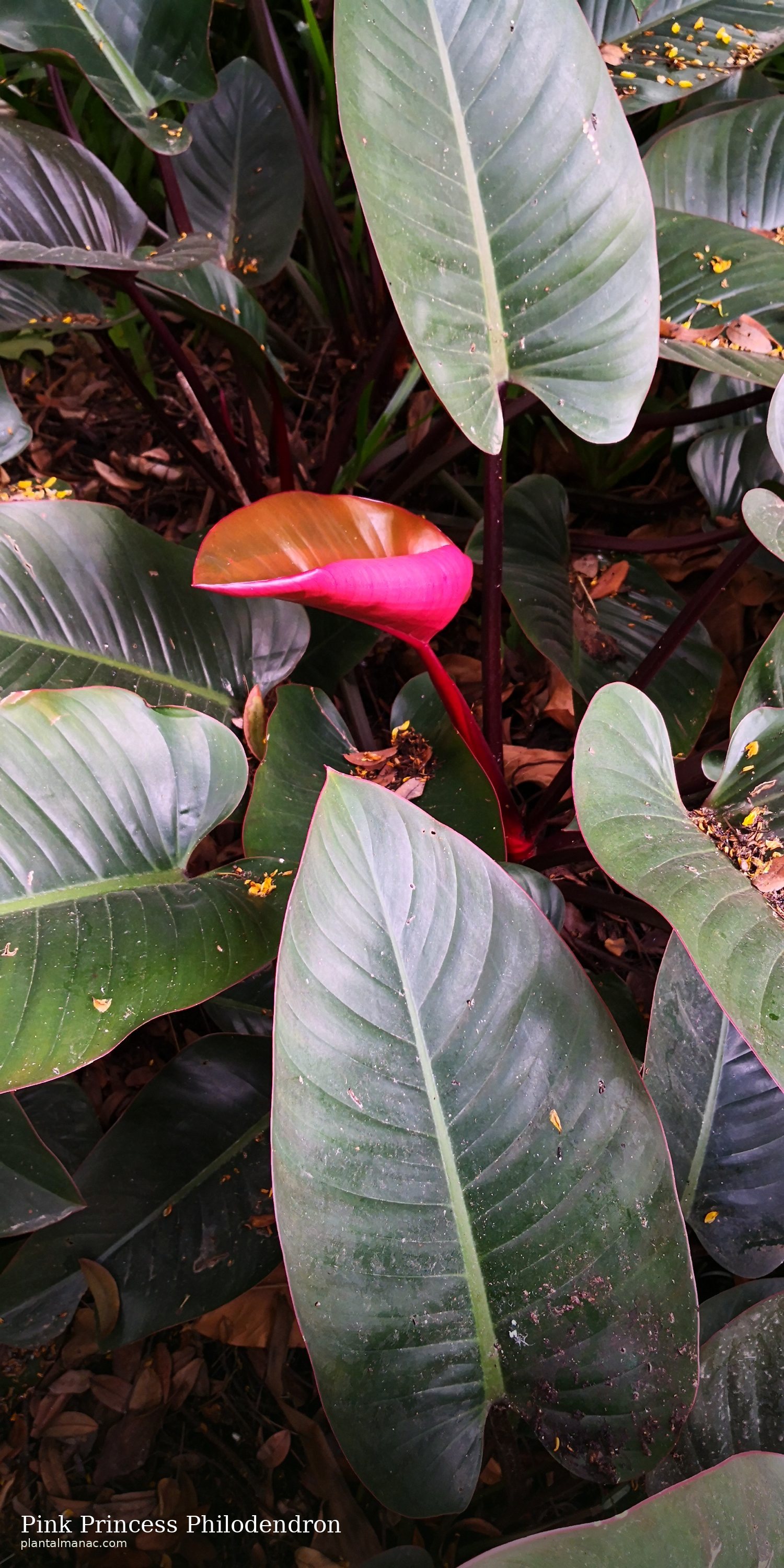 Pink Princess Philodendron (Philodendron erubescens)