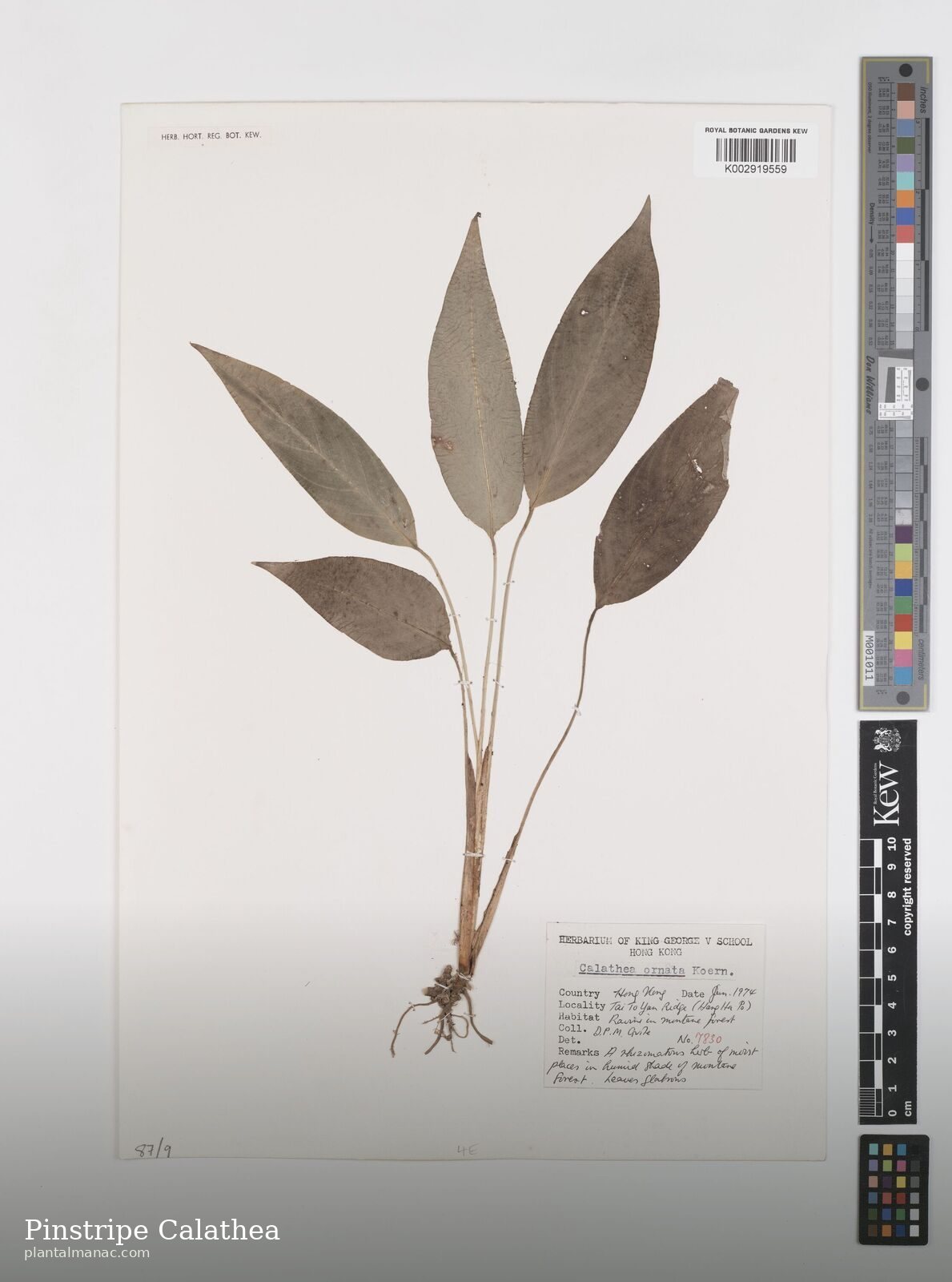 Pinstripe Calathea (Goeppertia ornata)