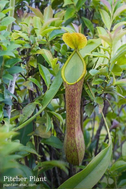Krug-Pflanze (Nepenthes alata)