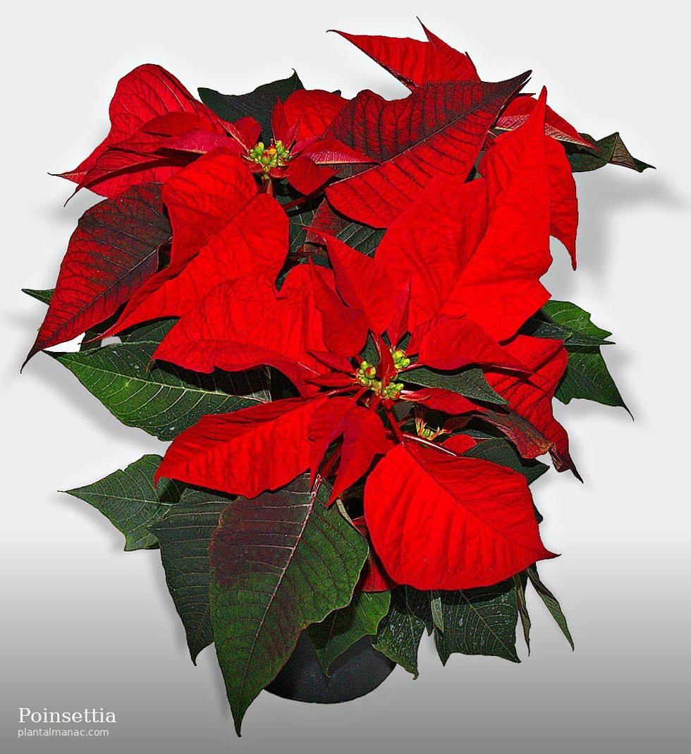 Weihnachtsstern (Euphorbia pulcherrima)