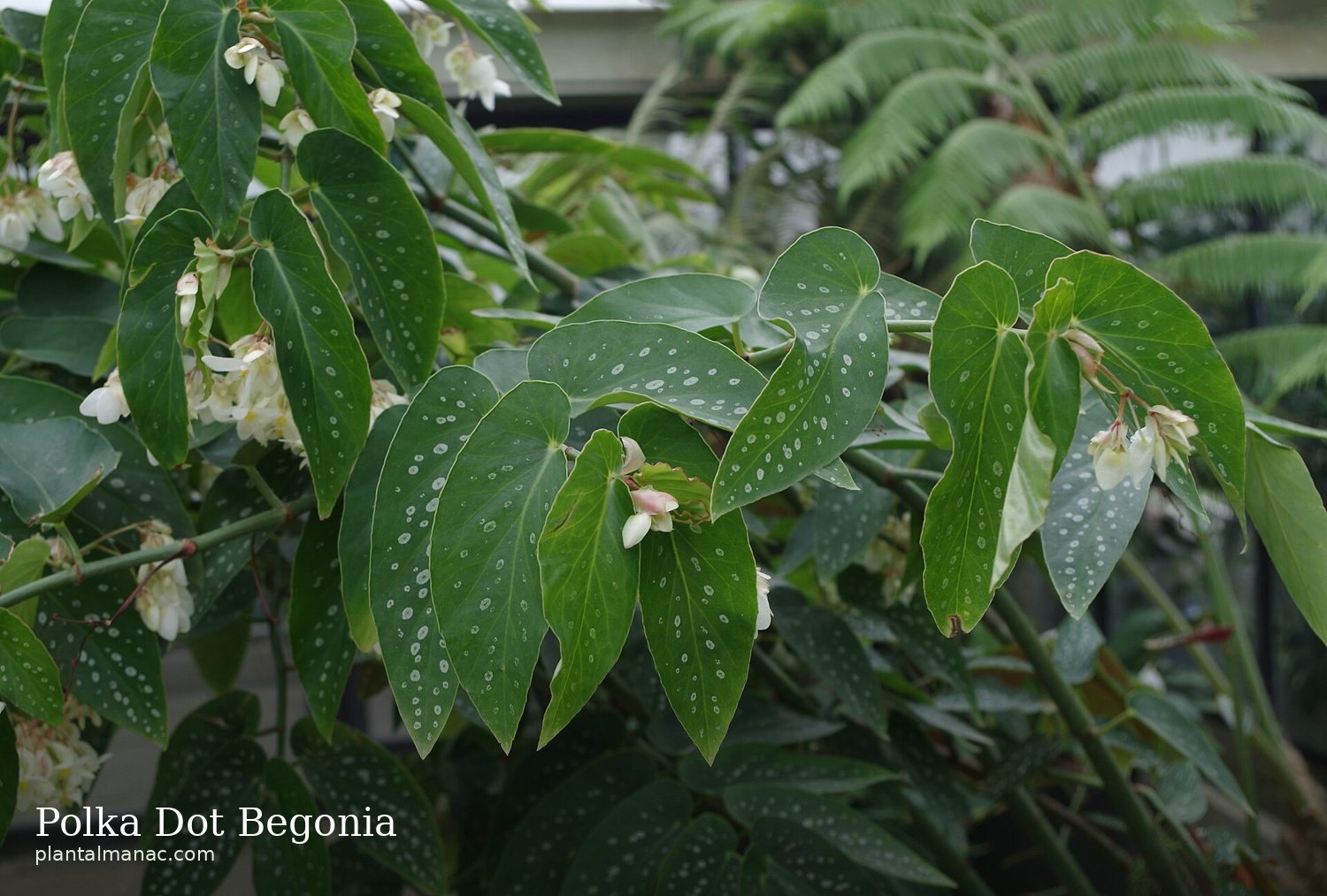 Polka-Dot-Begonie (Begonia maculata Wightii)