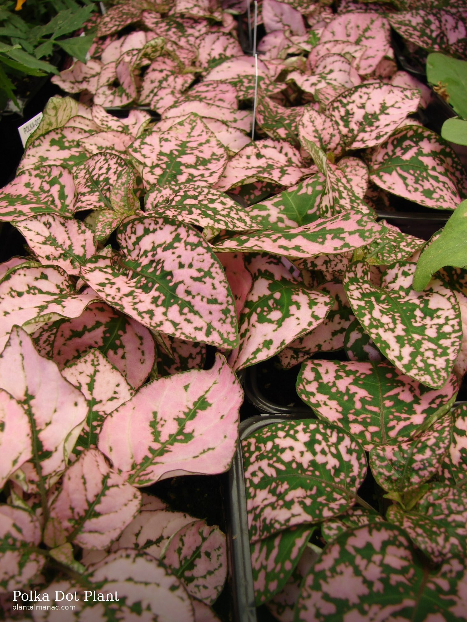 Polka Dot Plant (Hypoestes phyllostachya)