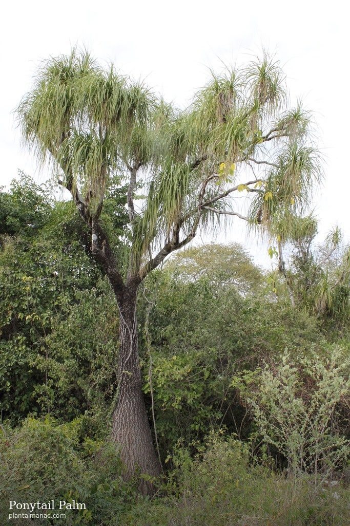 Ponytail Palm (Beaucarnea recurvata)
