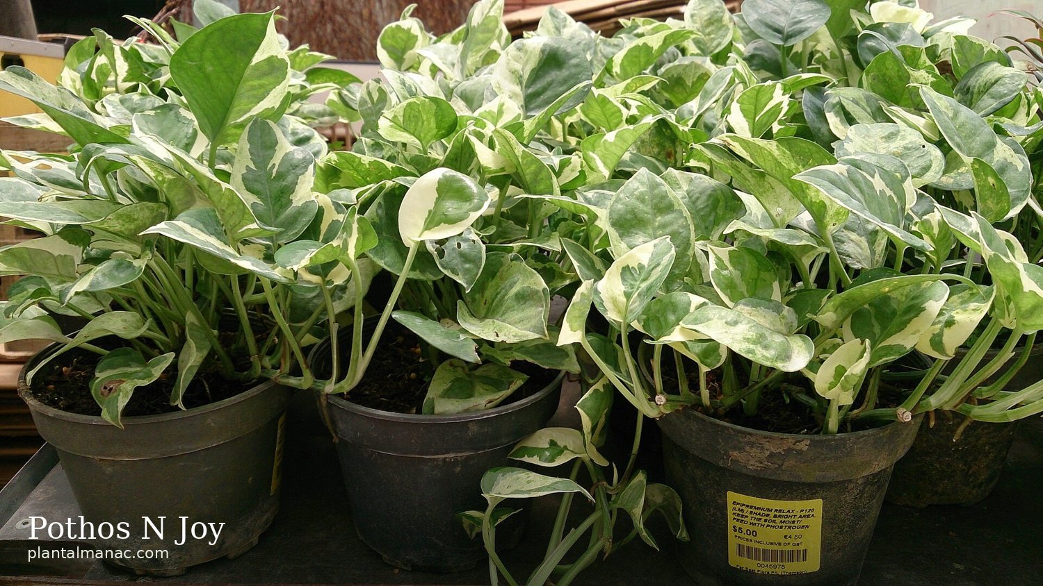 Pothos N Joy (Epipremnum aureum N Joy)