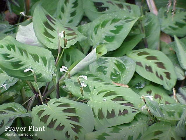 Gebetspflanze (Maranta leuconeura)