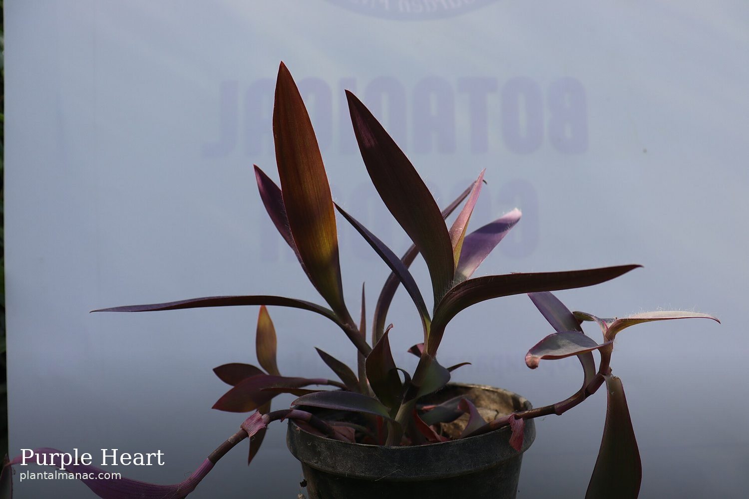 Purple Heart (Tradescantia pallida)