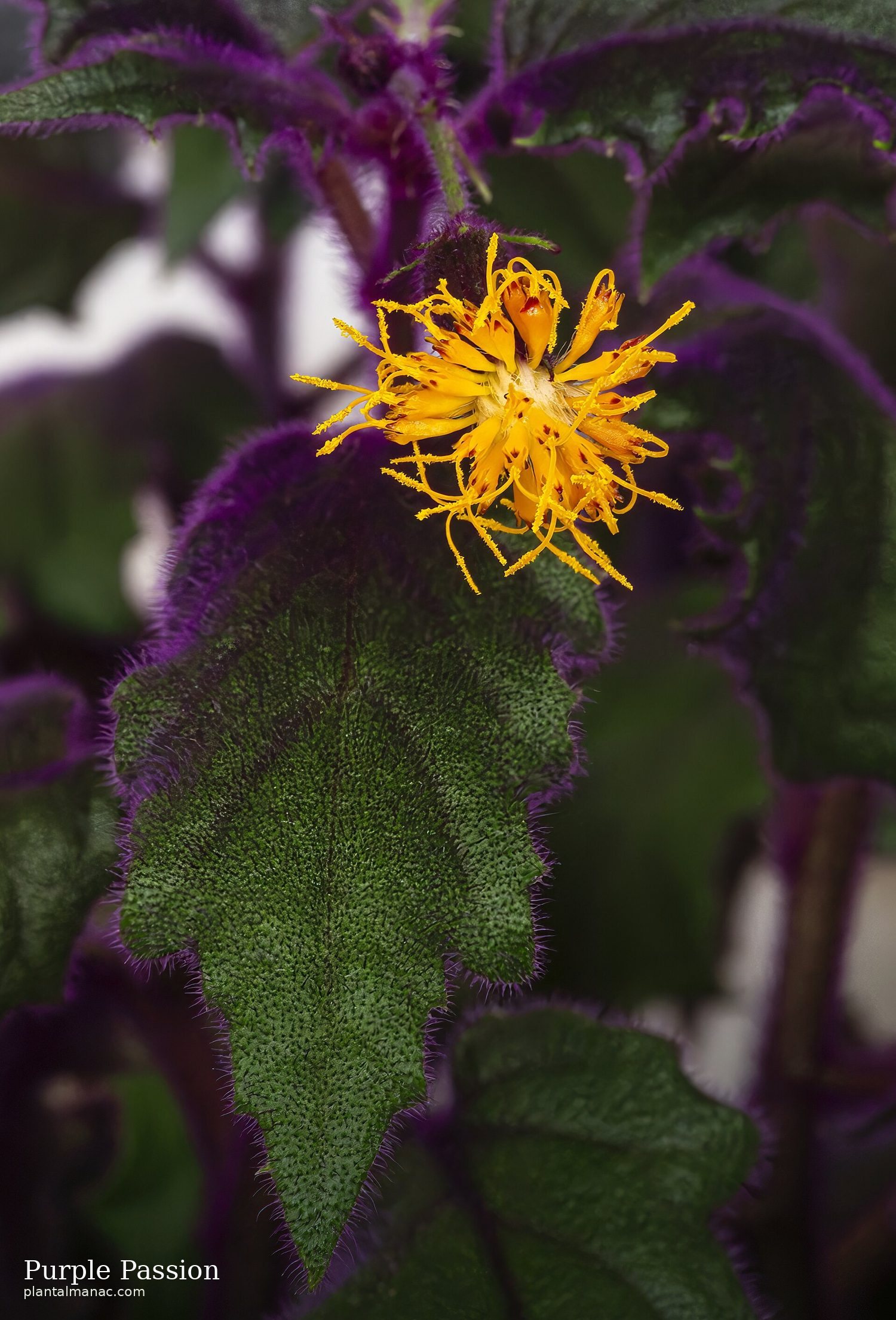 Purple Passion (Gynura aurantiaca)