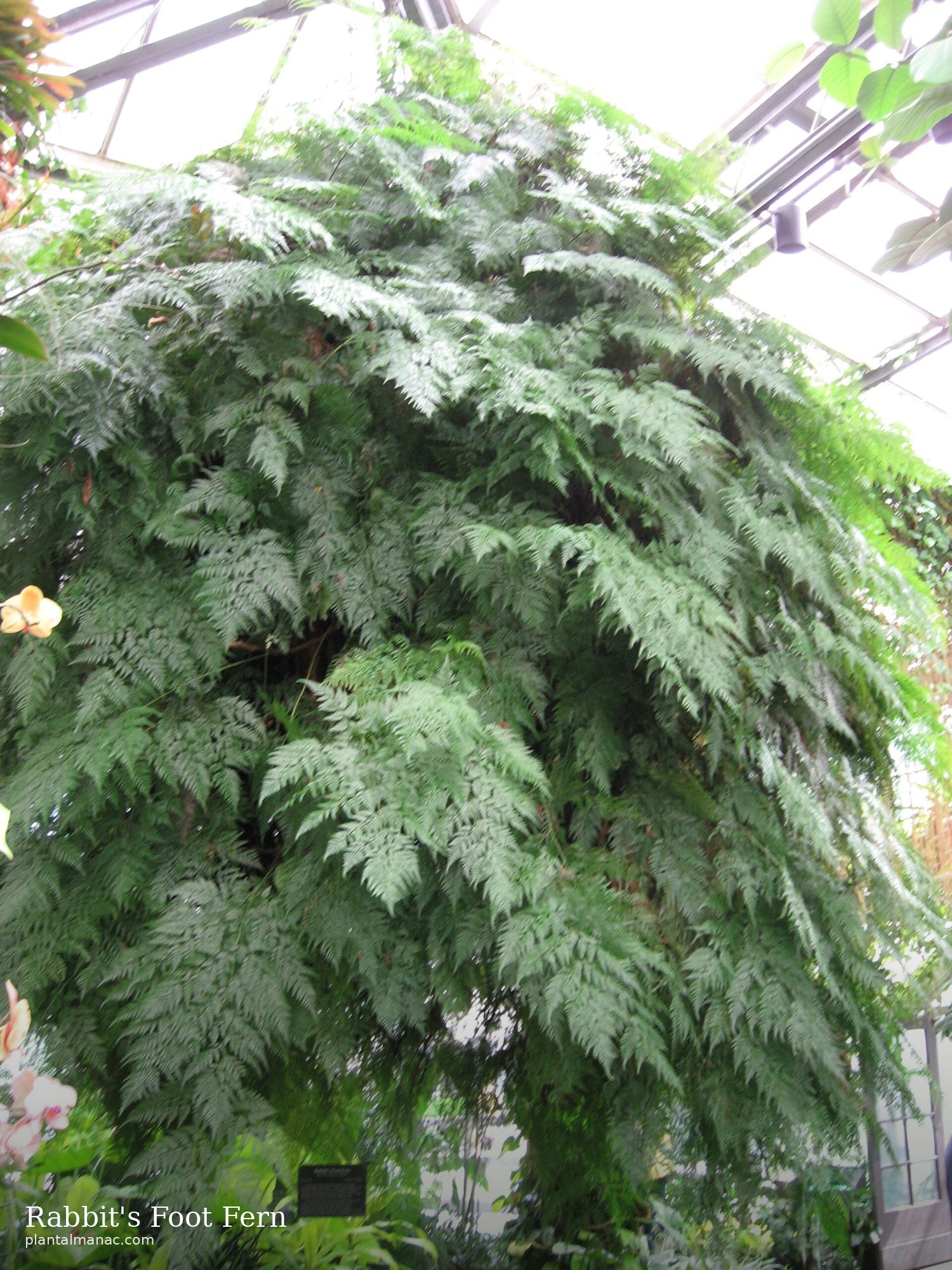 Kaninchenfuß-Farn (Davallia fejeensis)
