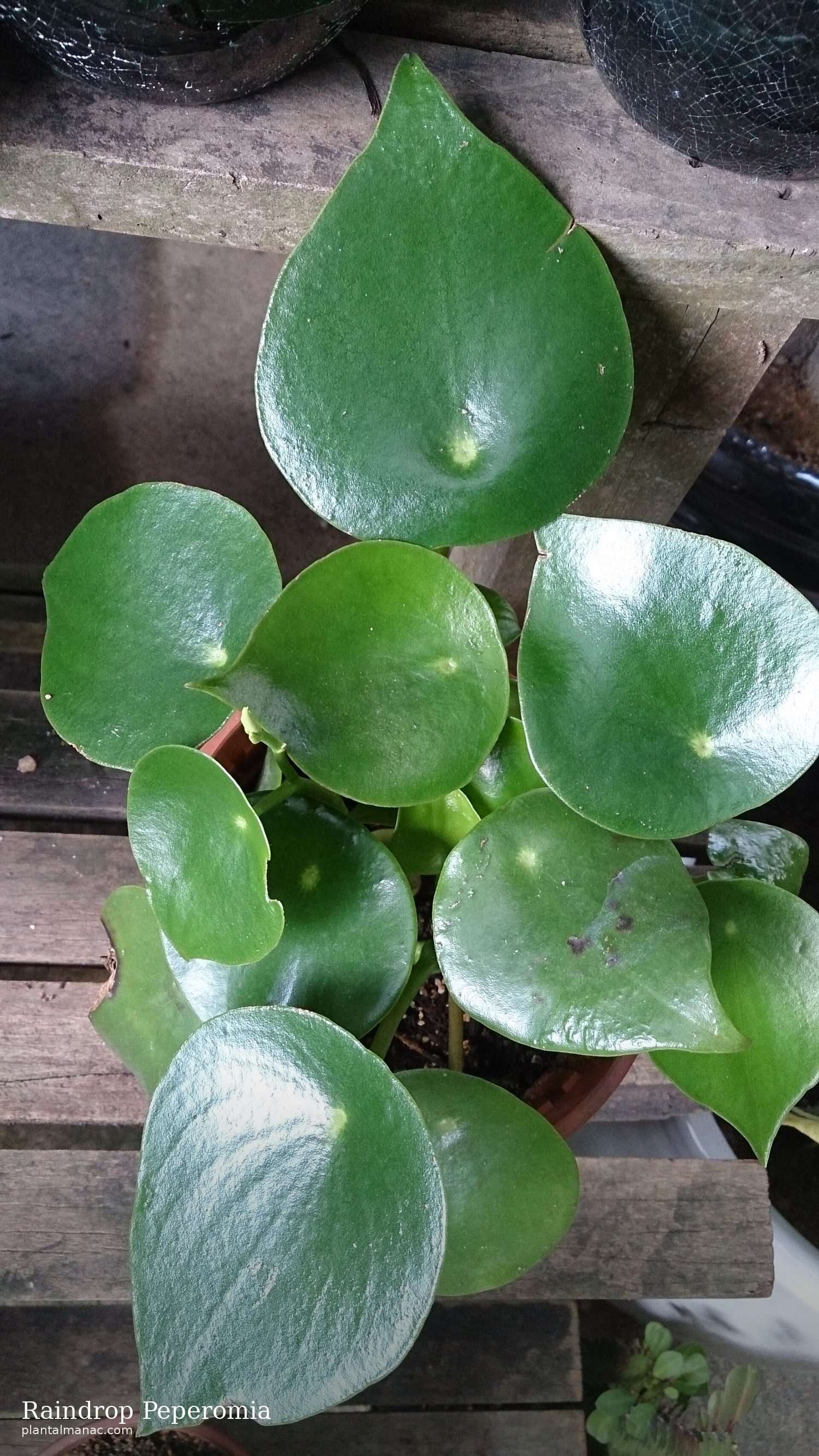 Raindrop Peperomia (Peperomia polybotrya)
