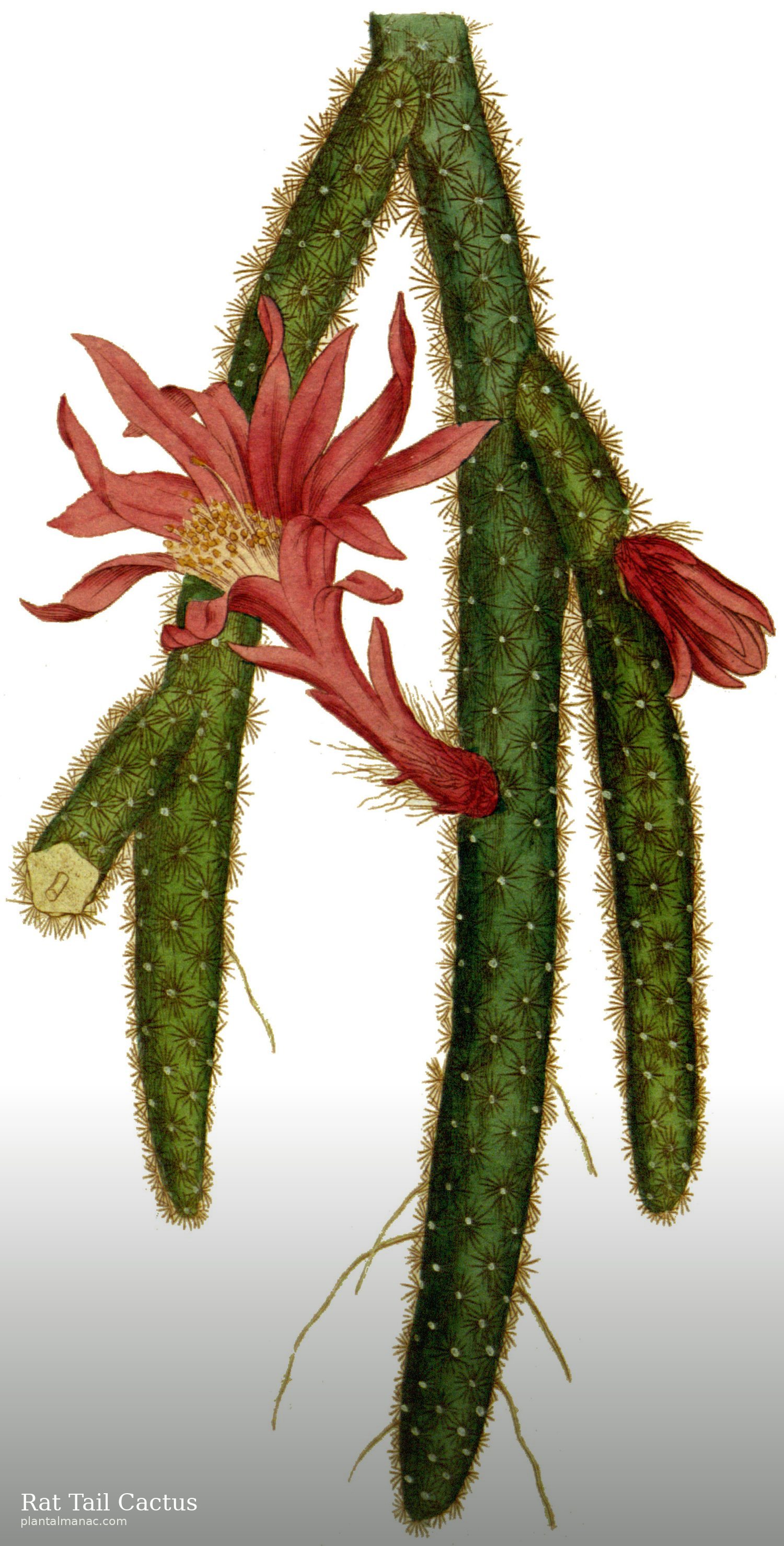 Rat Tail Cactus (Aporocactus flagelliformis)