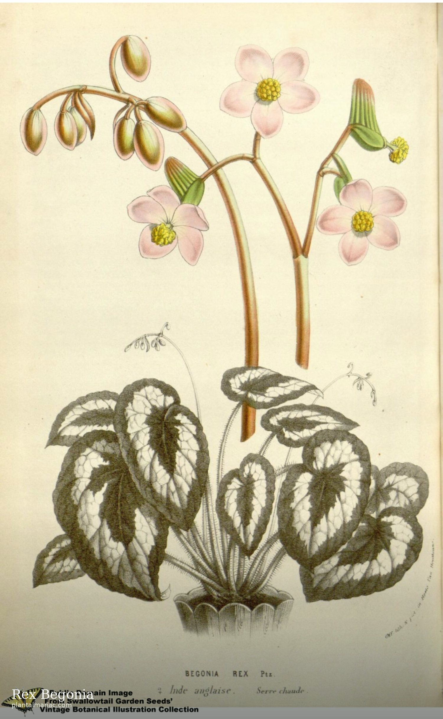 Rex Begonia (Begonia rex)