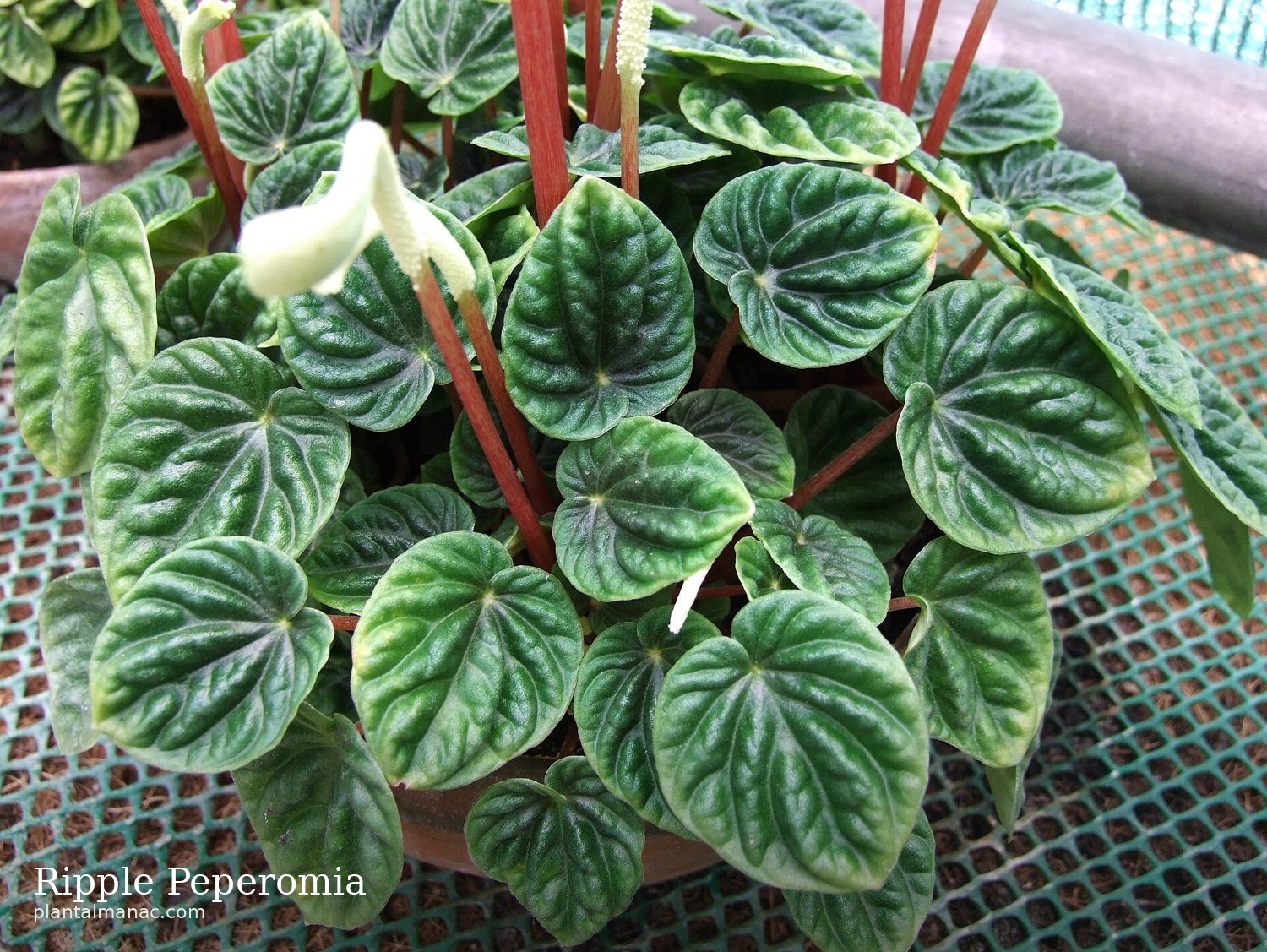 Ripple Peperomia (Peperomia caperata)