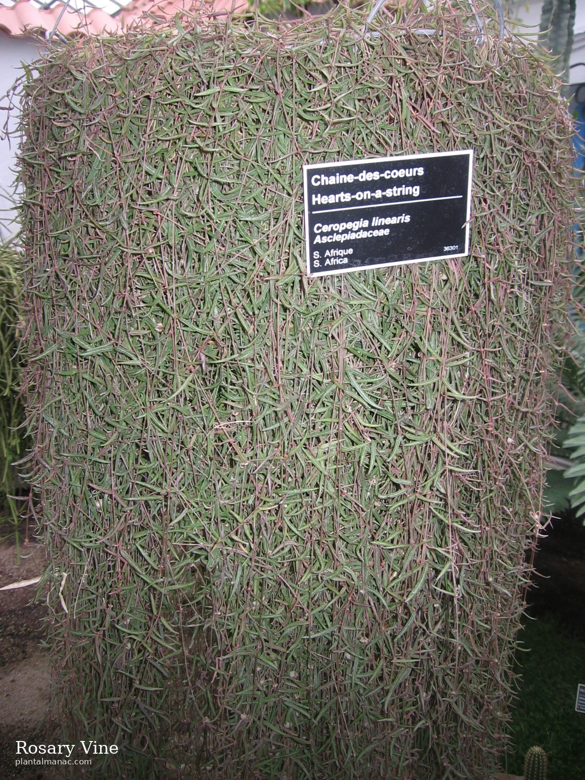 Rosary Vine (Ceropegia linearis)