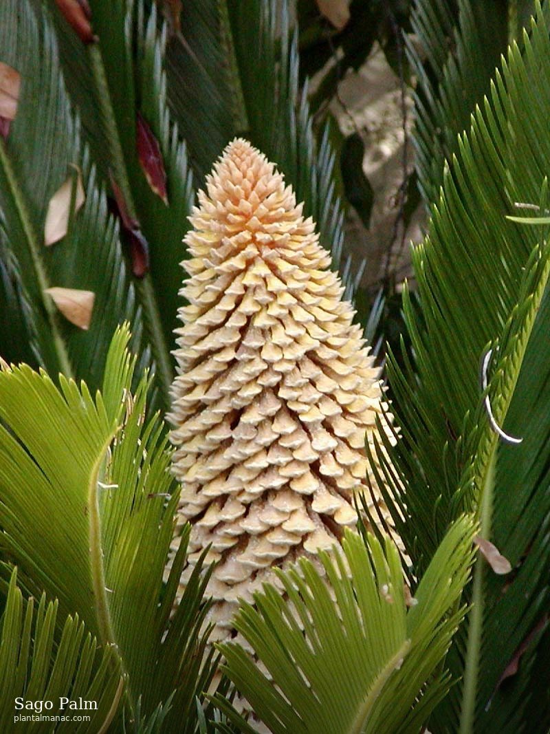 Sagopalme (Cycas revoluta)