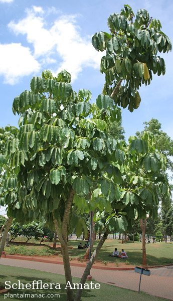 Schefflera Amate (Schefflera actinophylla)