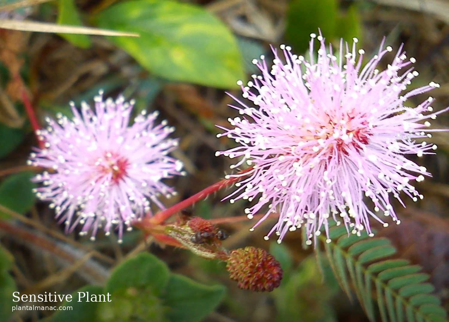 Sensitive Plant (Mimosa pudica)