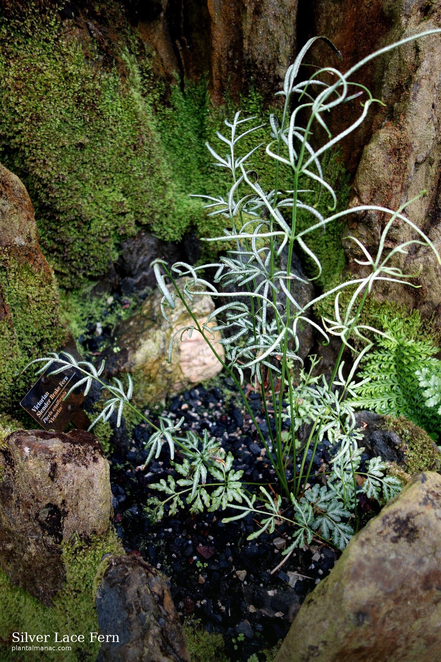Silberfiligran-Farn (Pteris ensiformis)