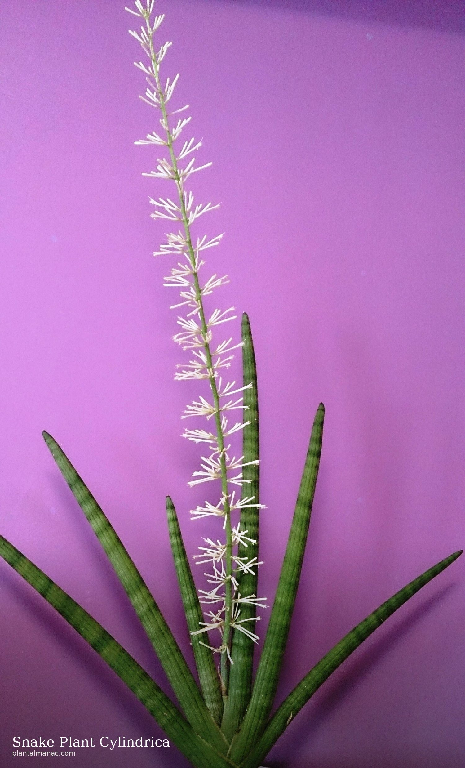 Snake Plant Cylindrica (Dracaena angolensis)