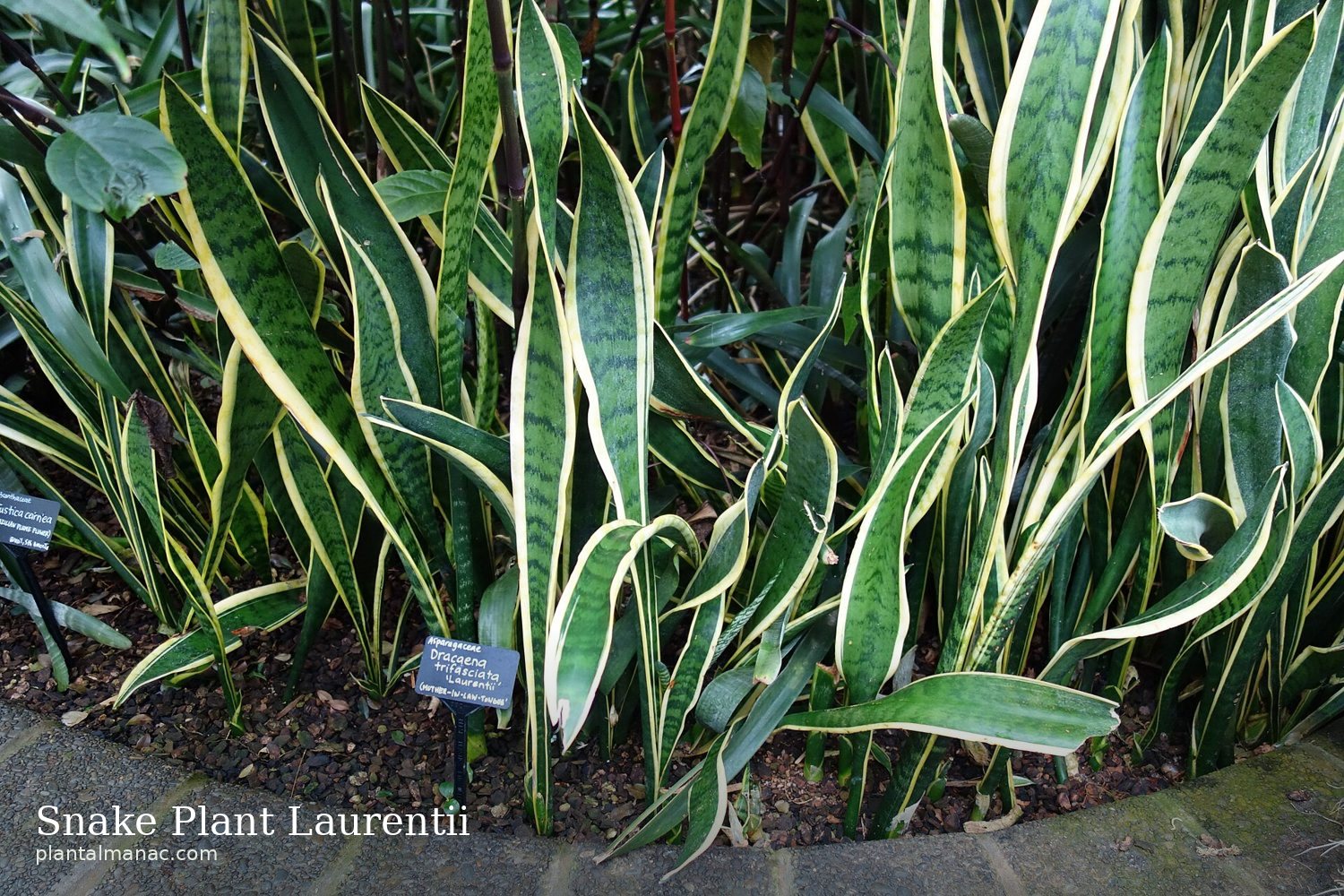 Snake Plant Laurentii (Dracaena trifasciata Laurentii)