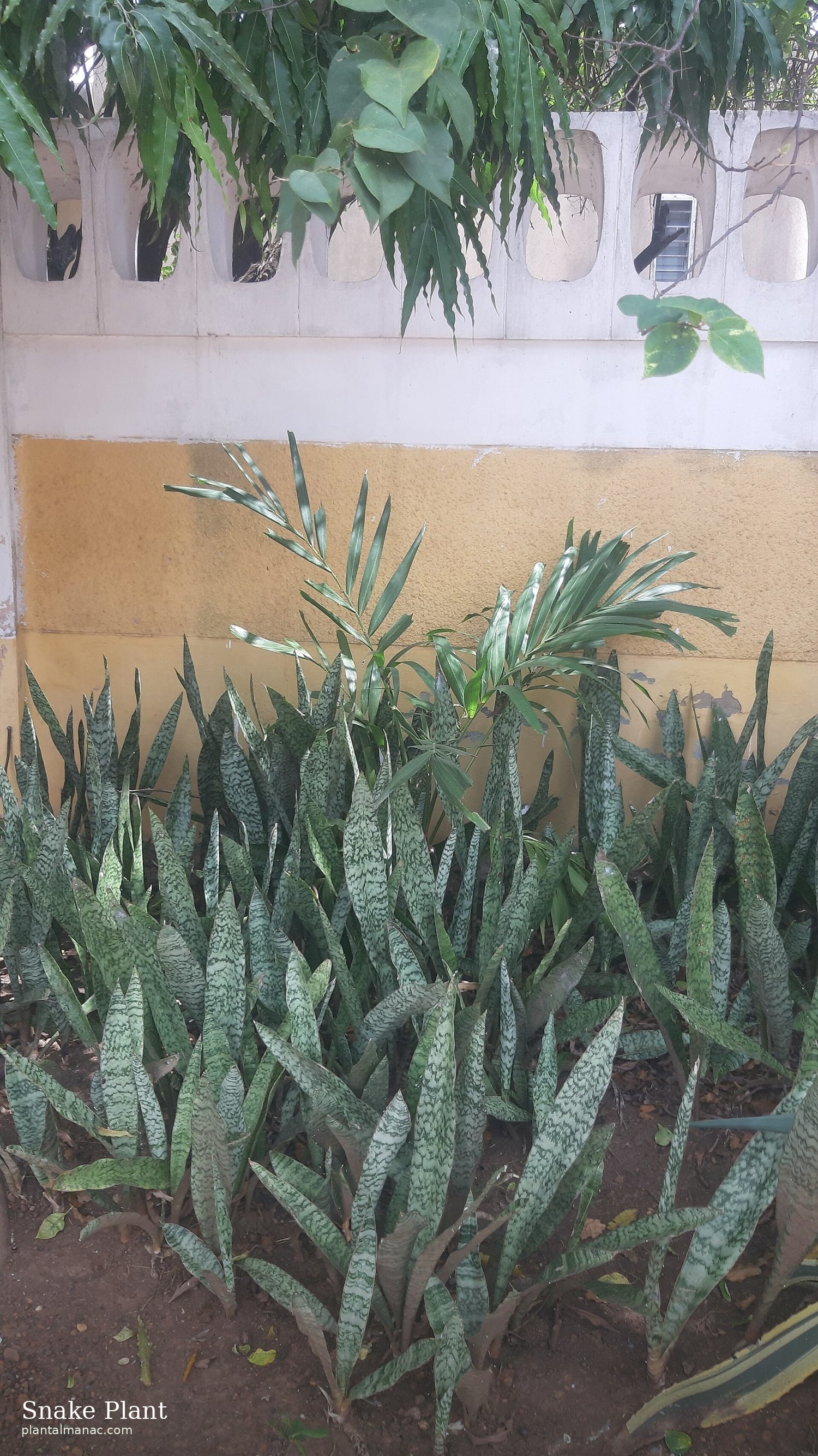 Snake Plant (Dracaena trifasciata)