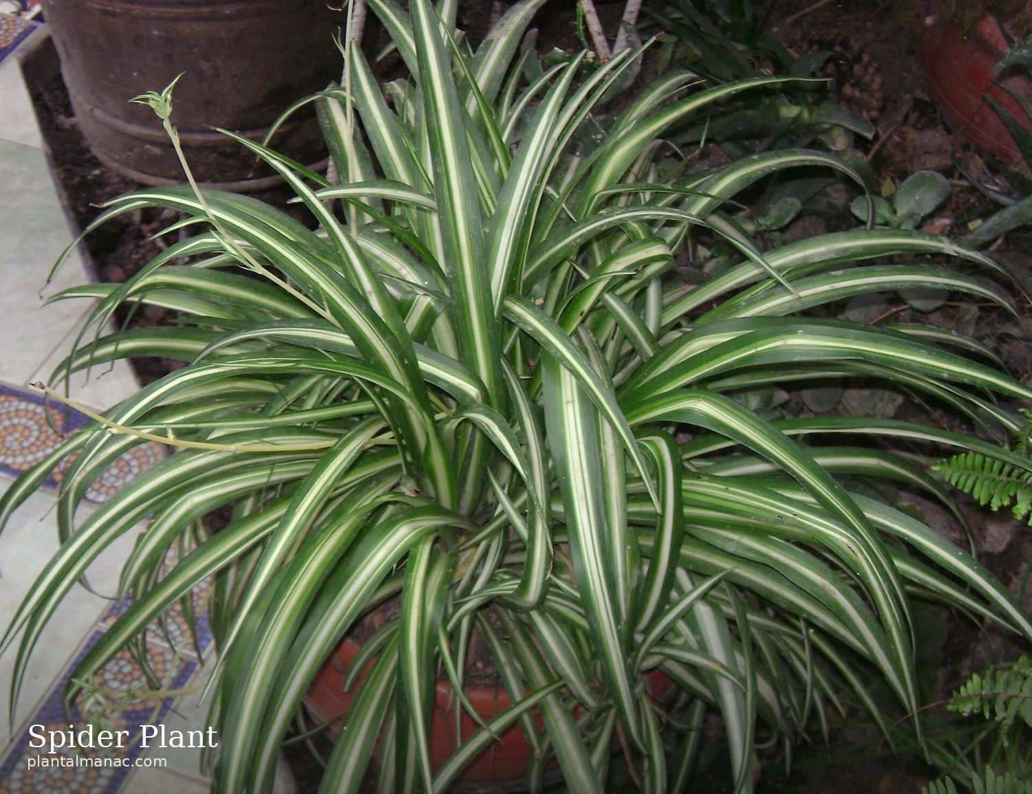 Spider Plant (Chlorophytum comosum)