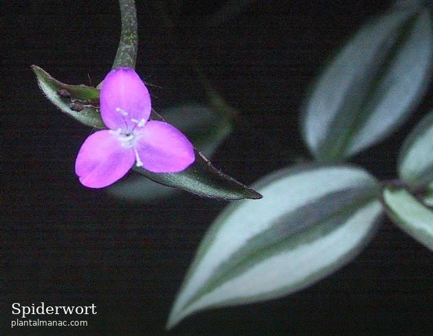 Spiderwort (Tradescantia zebrina)