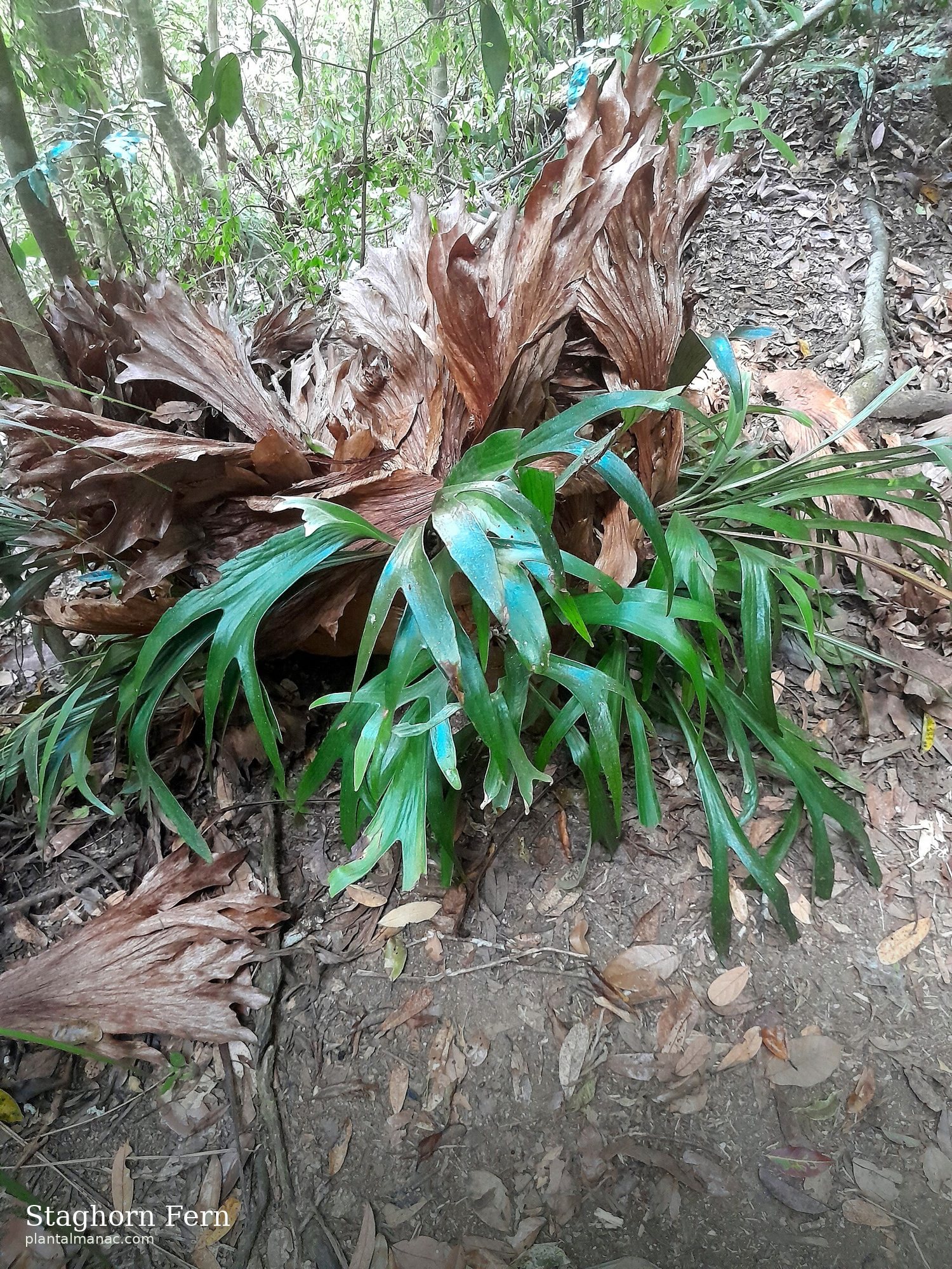 Geweihfarn (Platycerium bifurcatum)