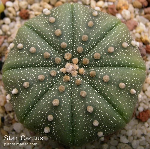 Sternkaktus (Astrophytum asterias)