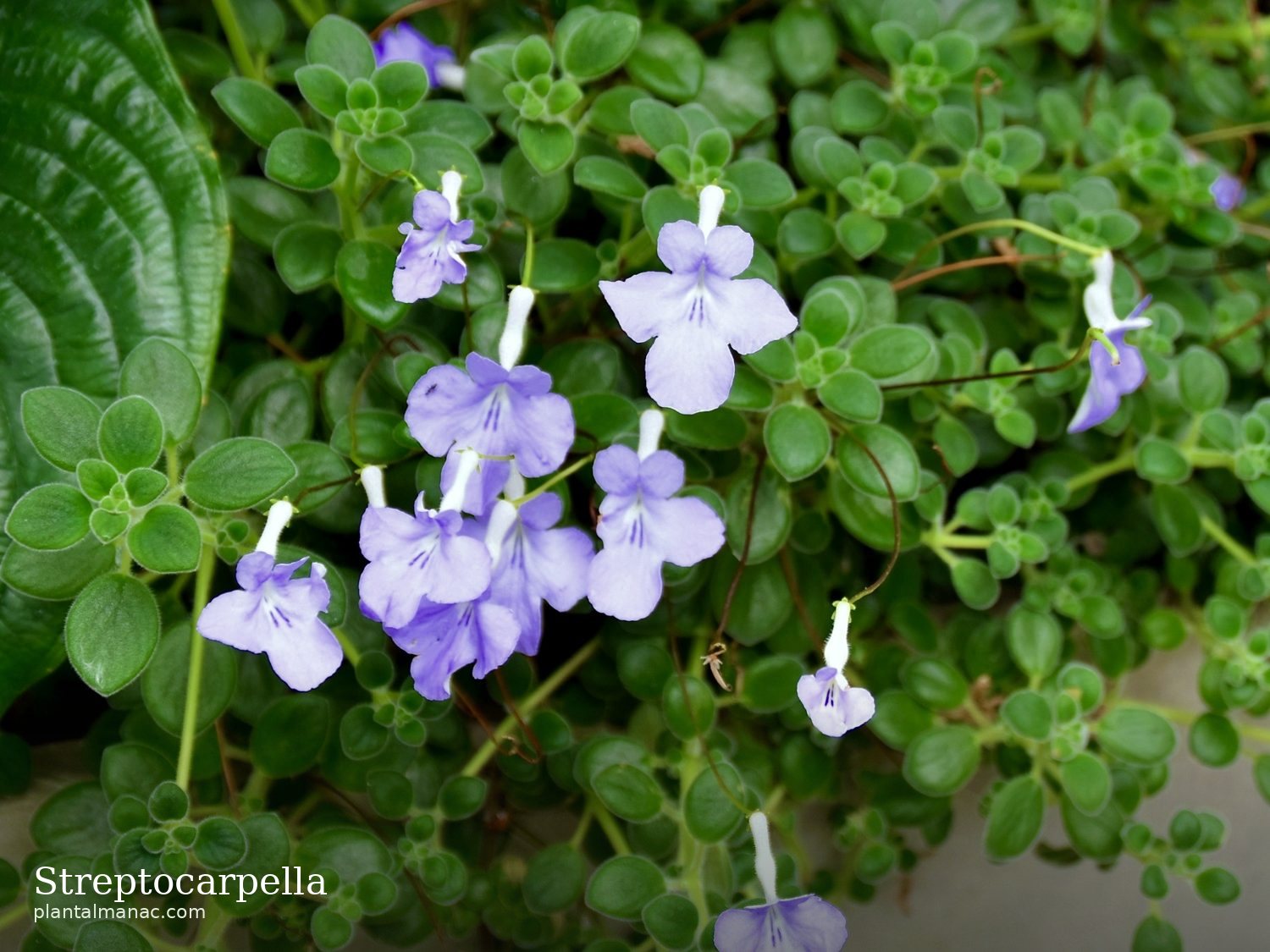 Streptocarpella (Streptocarpus saxorum)