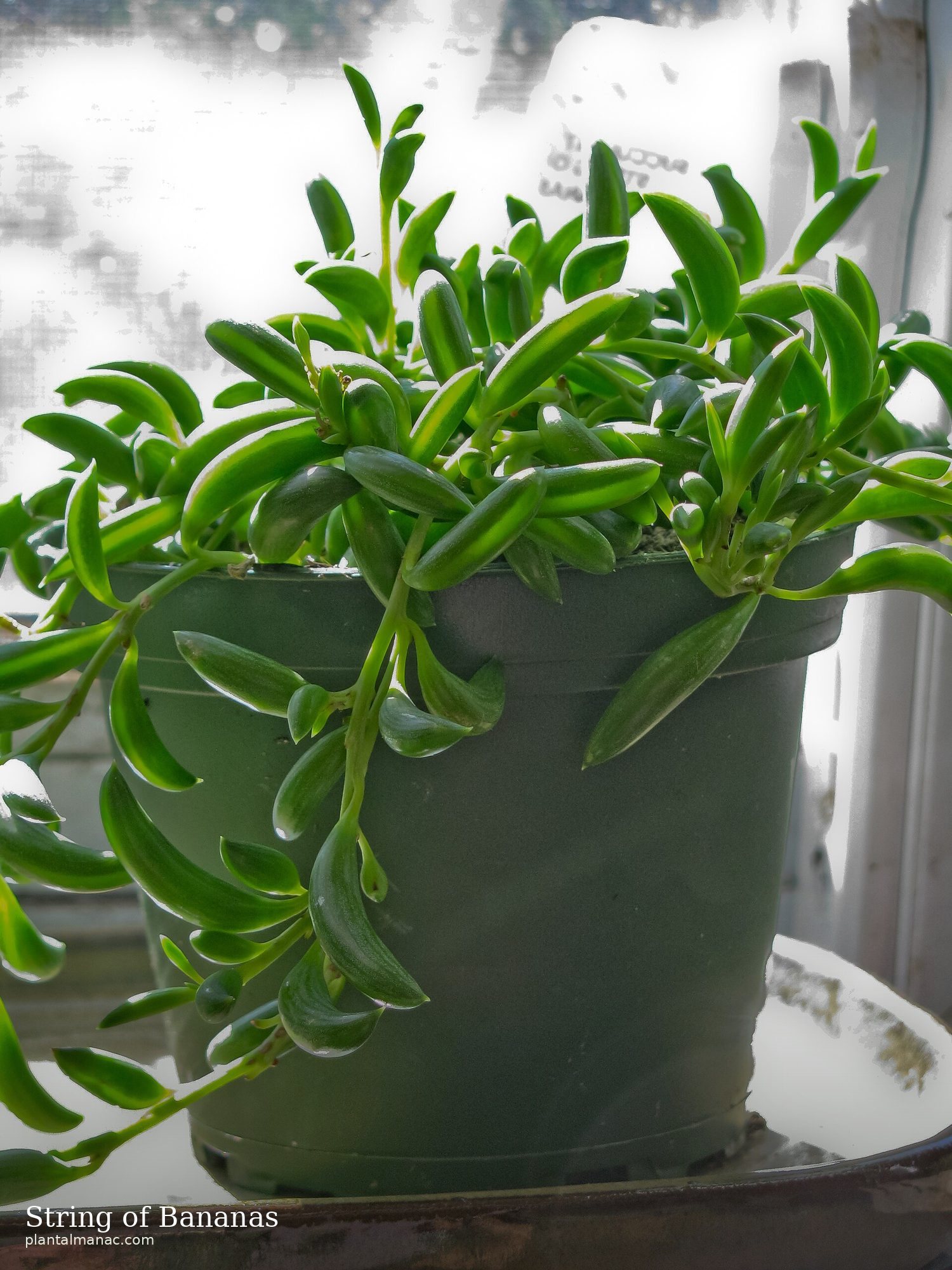 String of Bananas (Curio radicans)