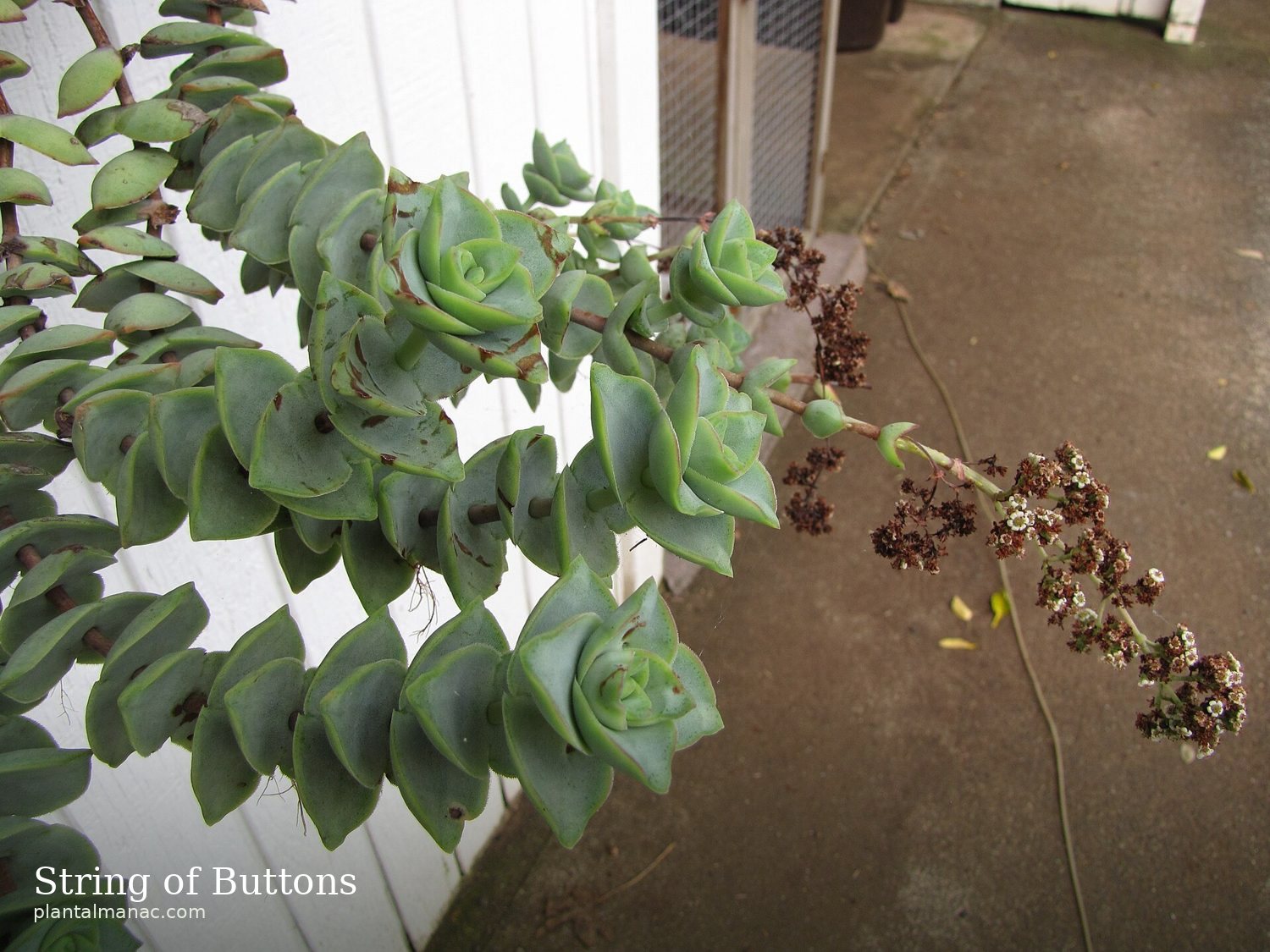 String of Buttons (Crassula perforata)