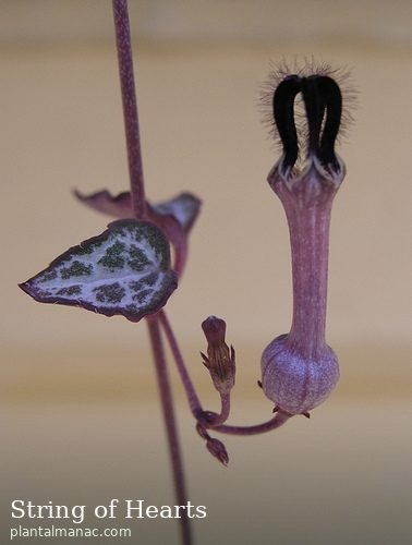 String of Hearts (Ceropegia woodii)