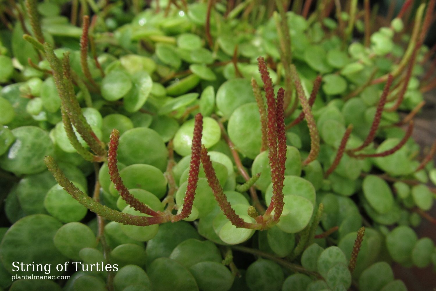 Schildkroetenkette (Peperomia prostrata)