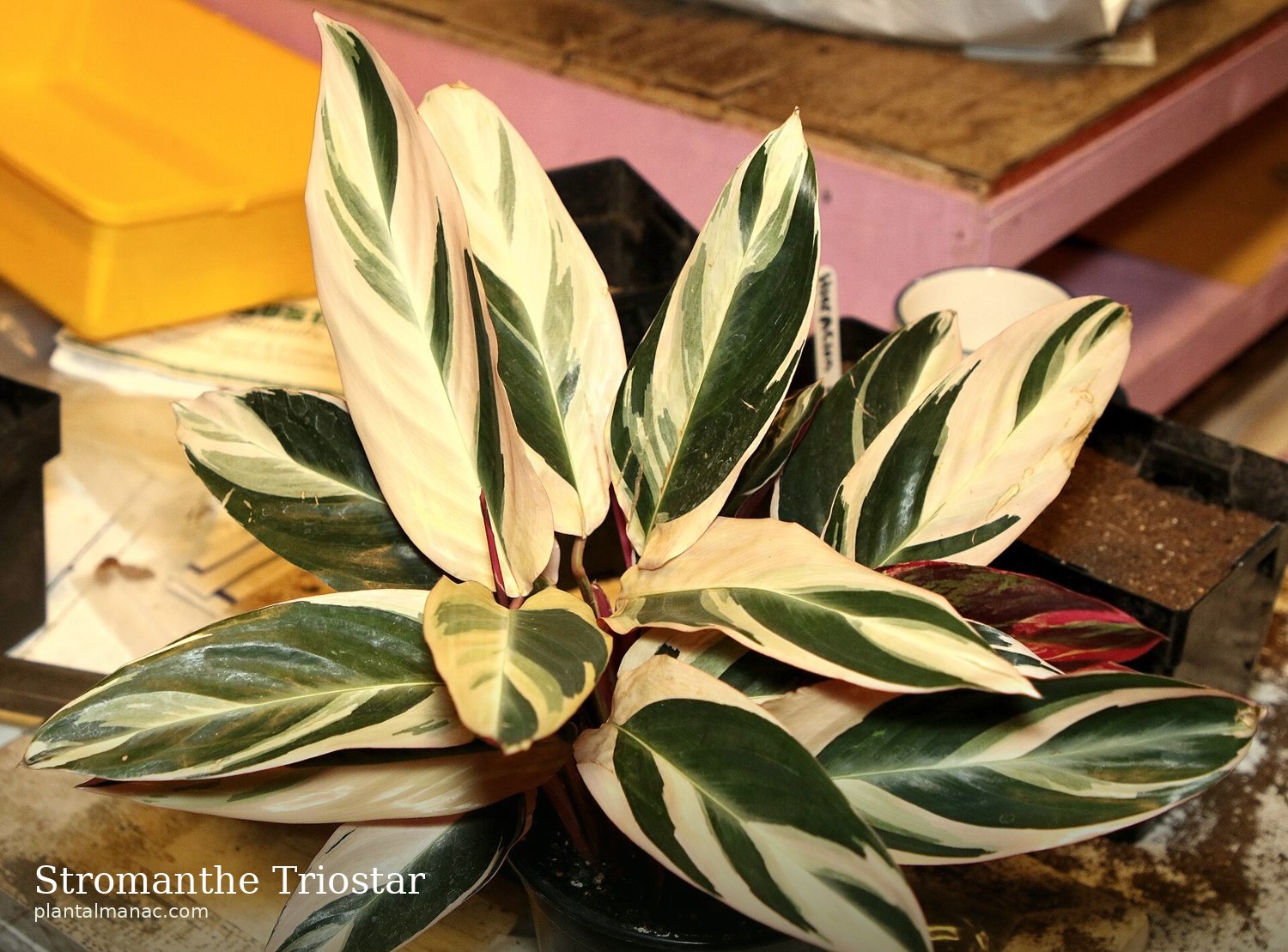 Stromanthe Triostar (Stromanthe sanguinea)