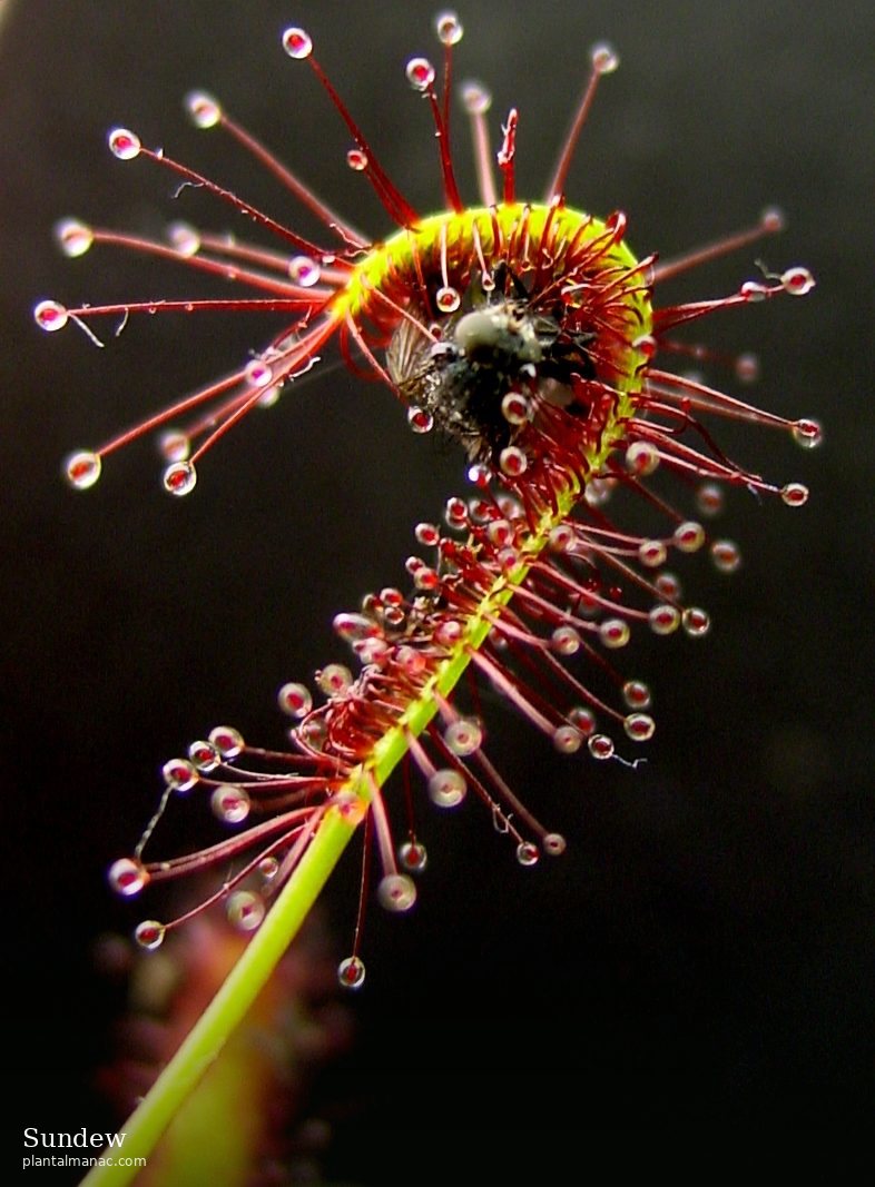 Sundew (Drosera capensis)