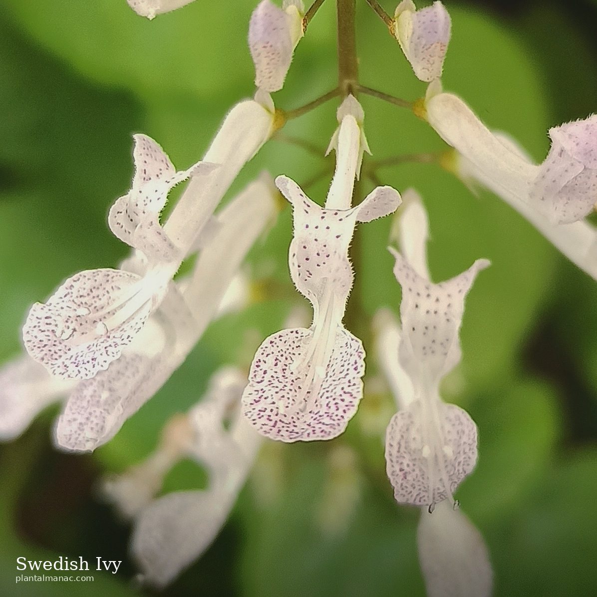 Swedish Ivy (Plectranthus verticillatus)