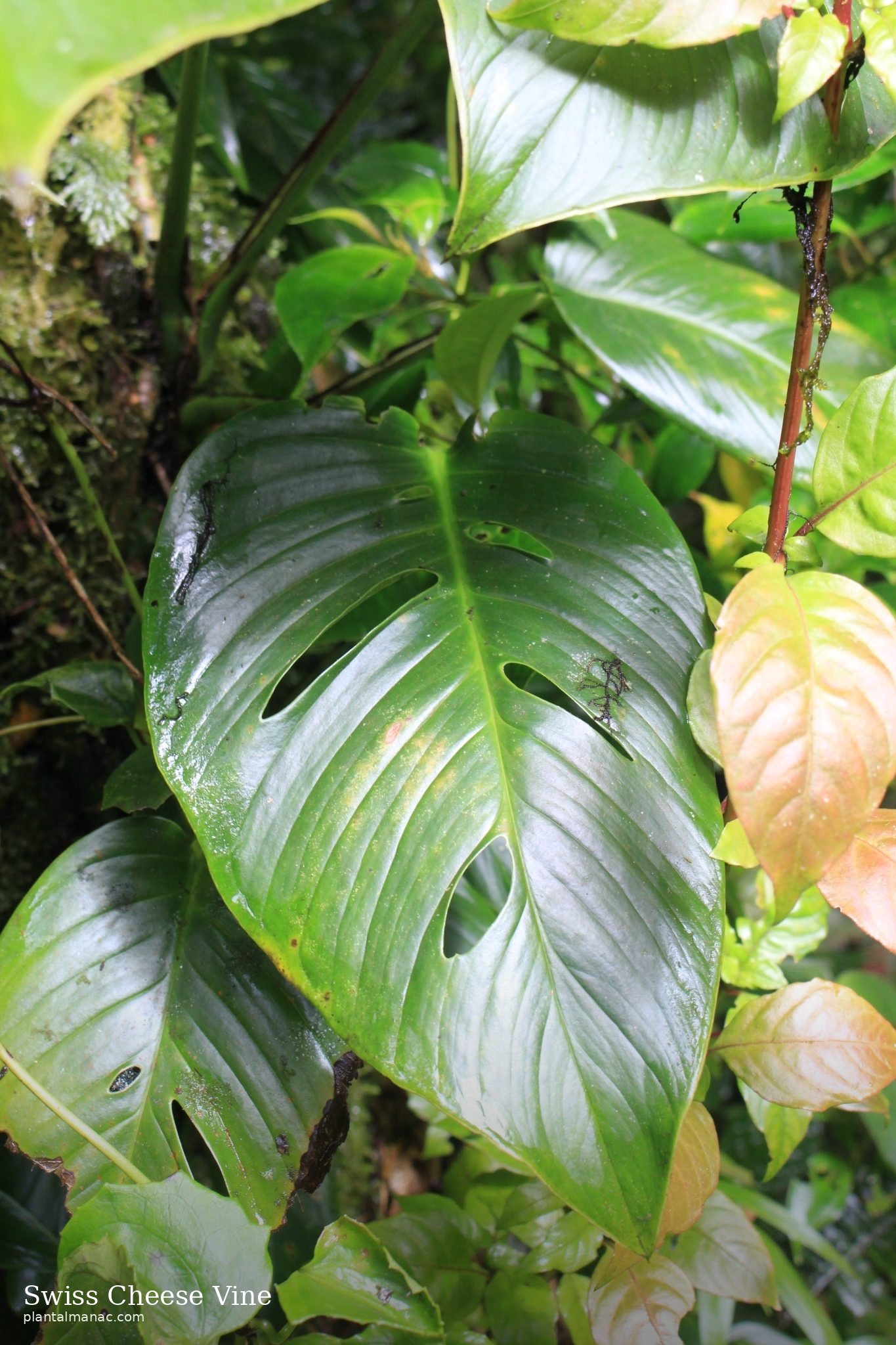 Swiss Cheese Vine (Monstera adansonii)